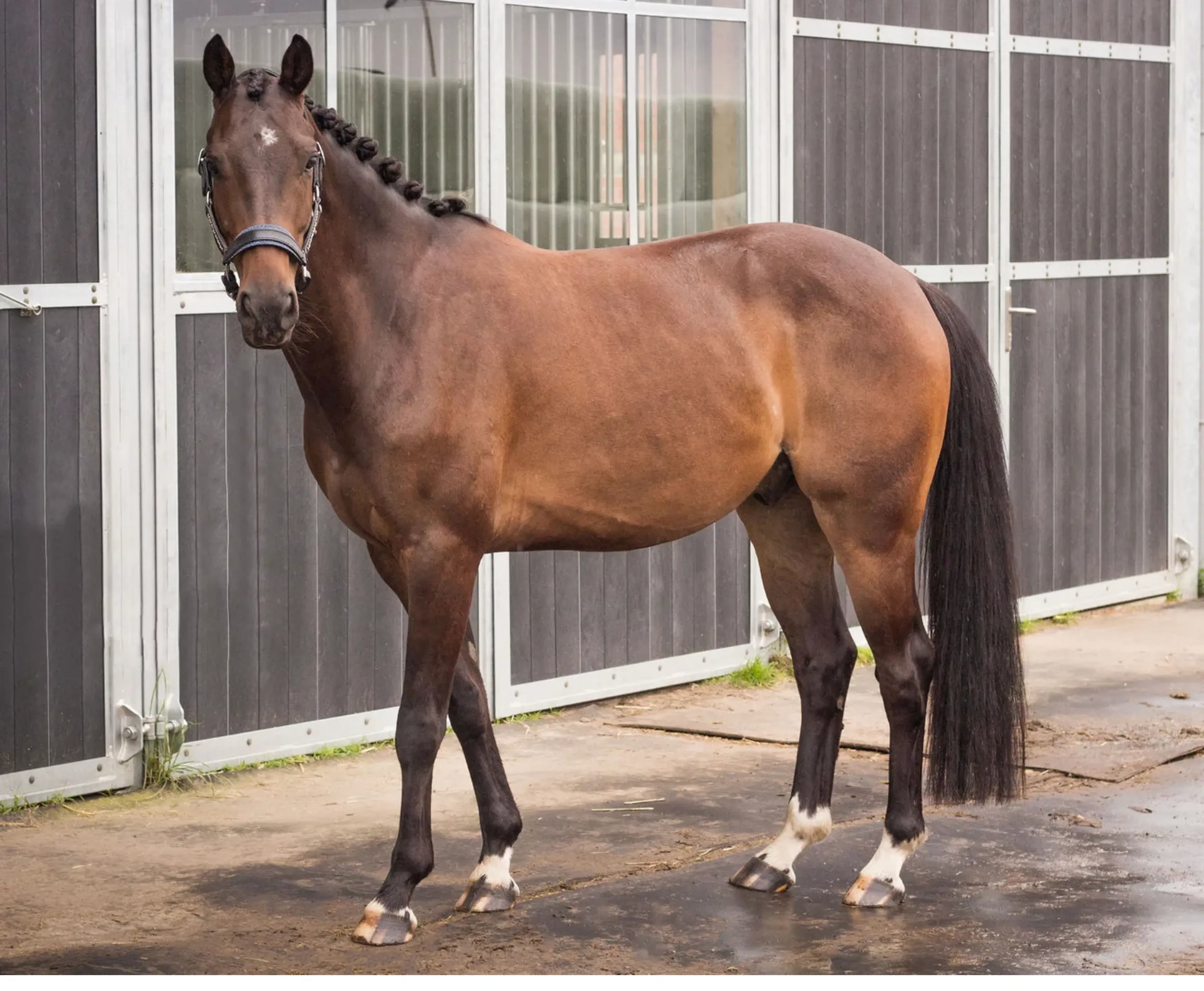 Usain – Elegant & Talented Dressage Prospect | 6 yrs | Just Wimphof × Jazz line - Image 6