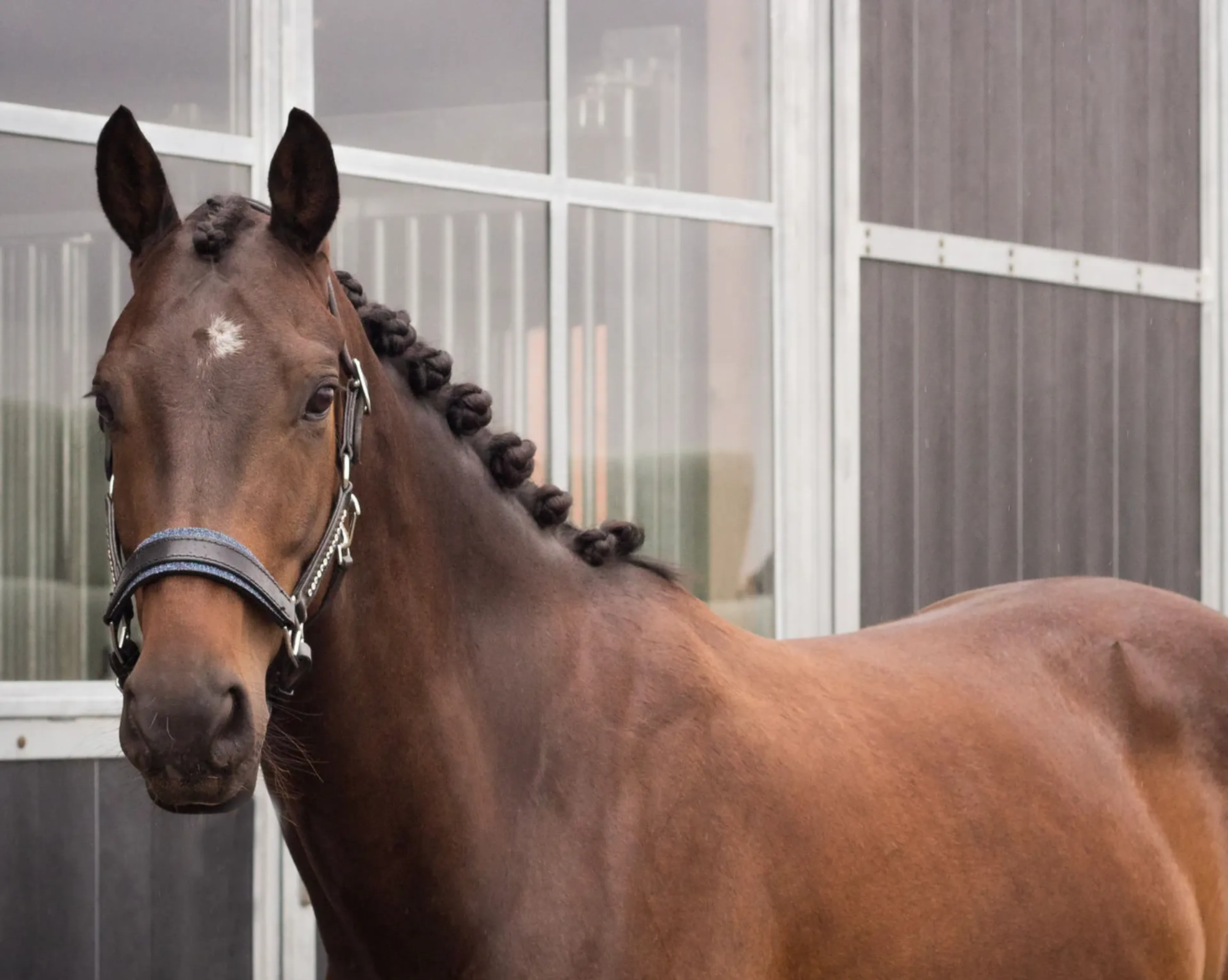 Usain – Elegant & Talented Dressage Prospect | 6 yrs | Just Wimphof × Jazz line - Image 7