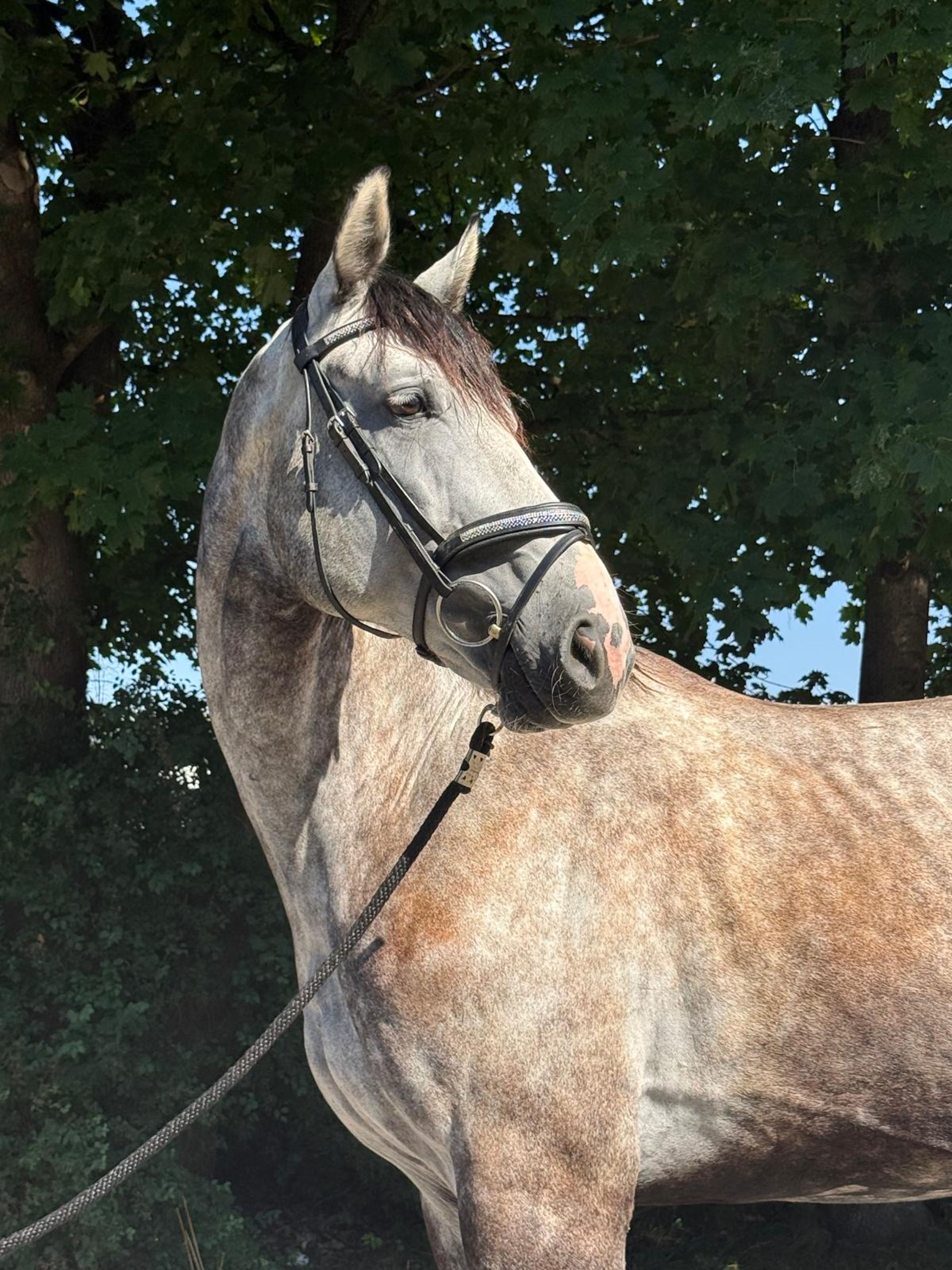 Balouga Blue ☆ (BALOUTAIRE PS x CALIGULA) - Image 1