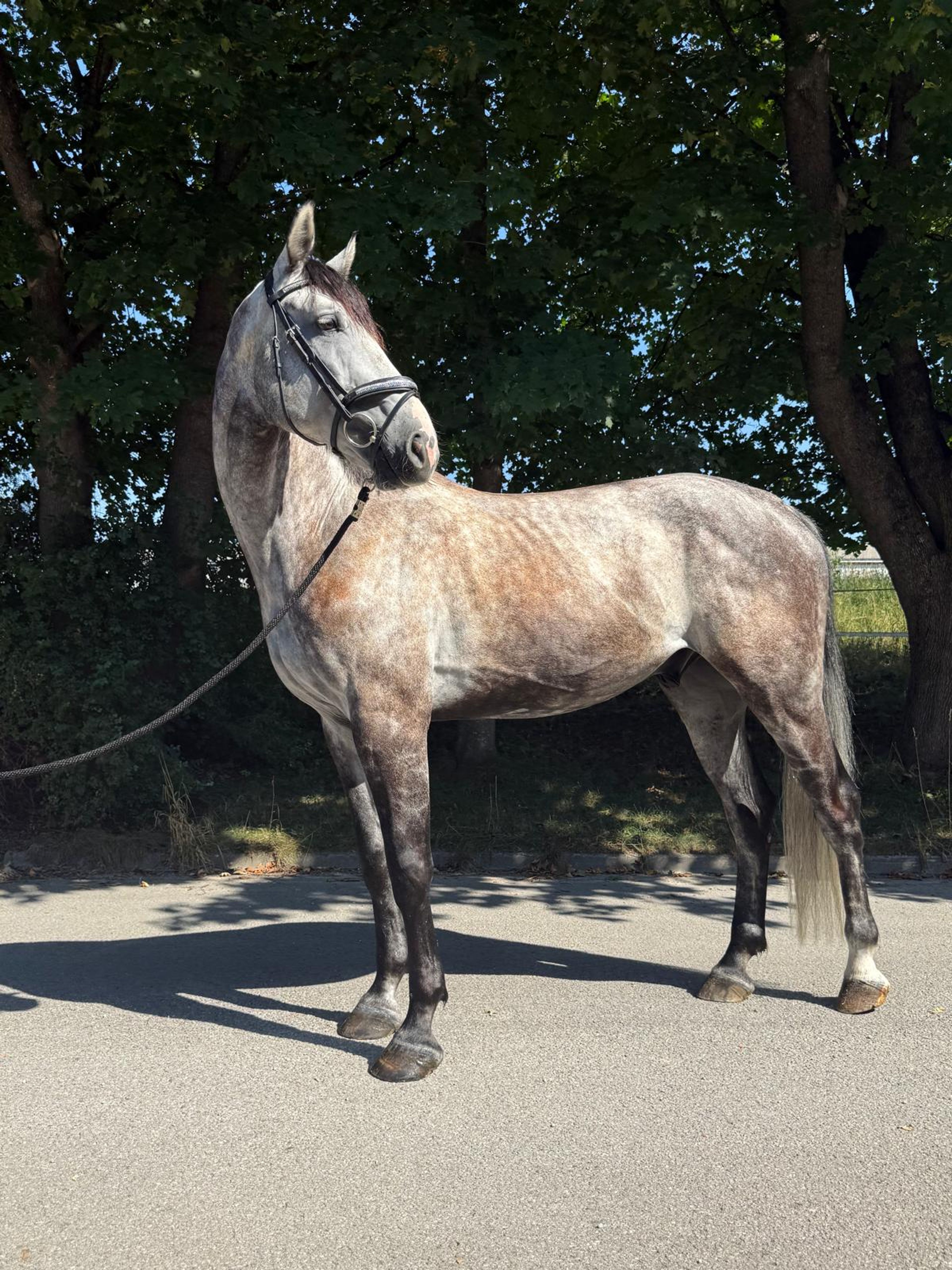 Balouga Blue ☆ (BALOUTAIRE PS x CALIGULA) - Image 2