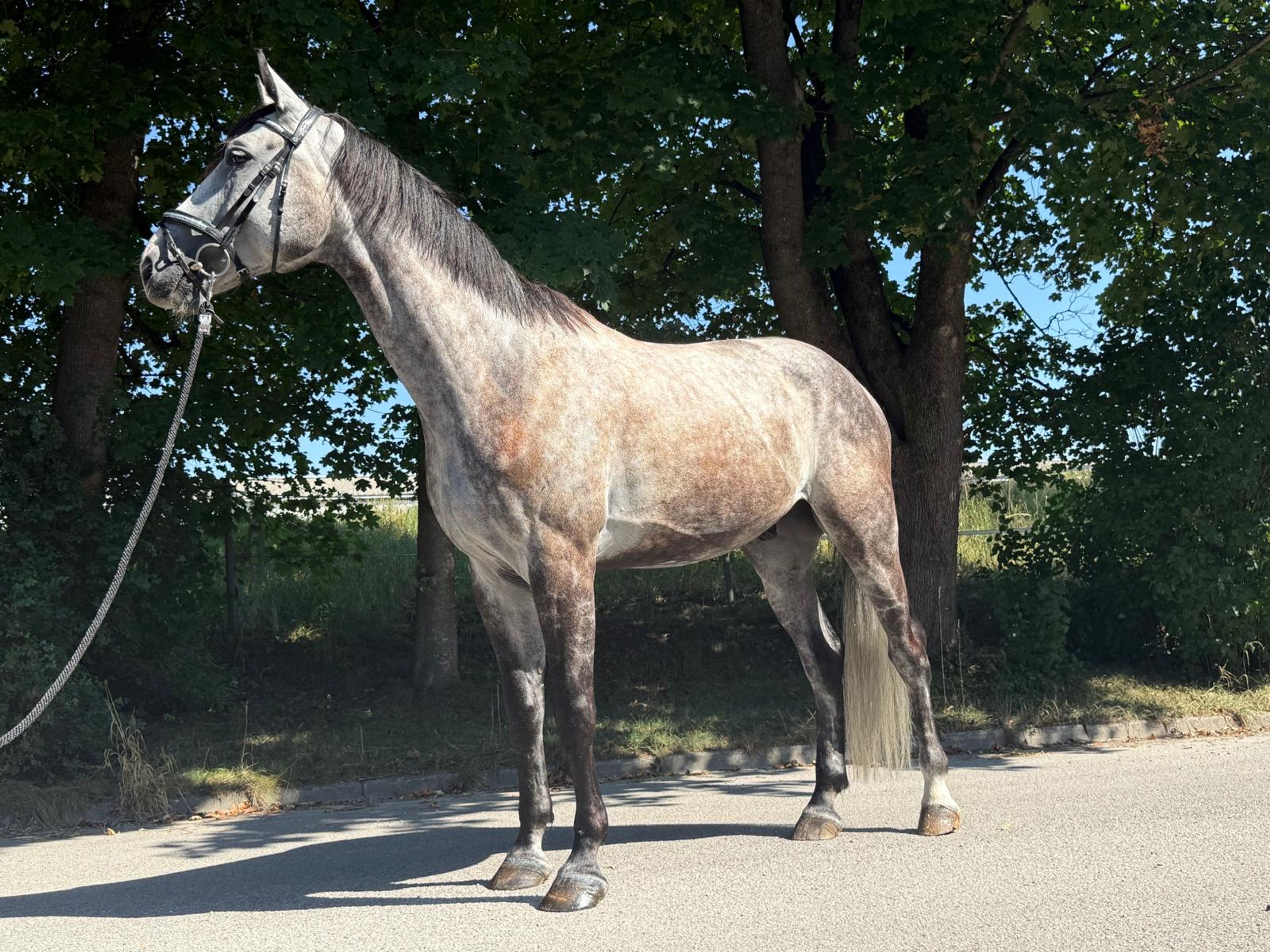 Balouga Blue ☆ (BALOUTAIRE PS x CALIGULA) - Image 3