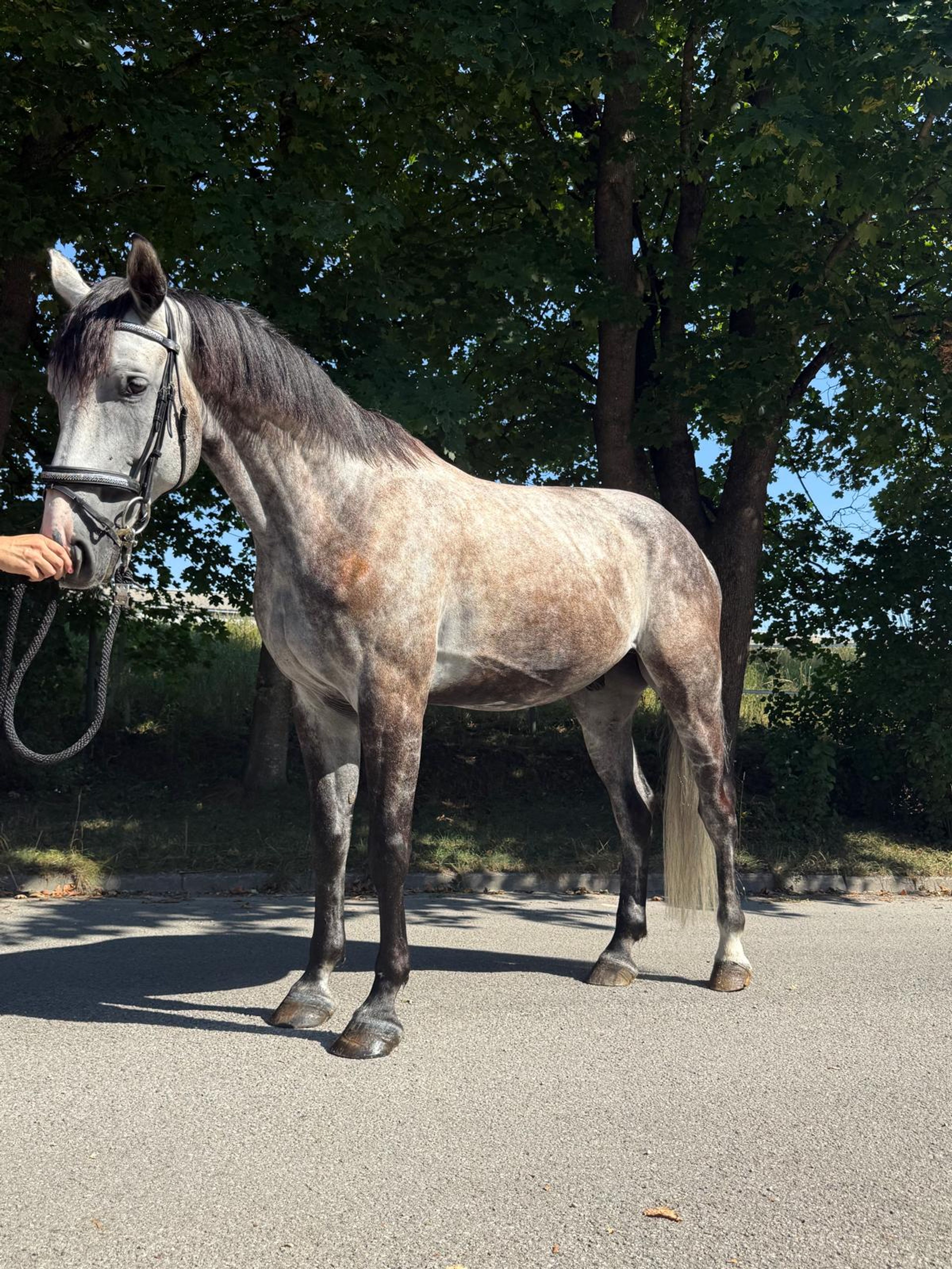 Balouga Blue ☆ (BALOUTAIRE PS x CALIGULA) - Image 4