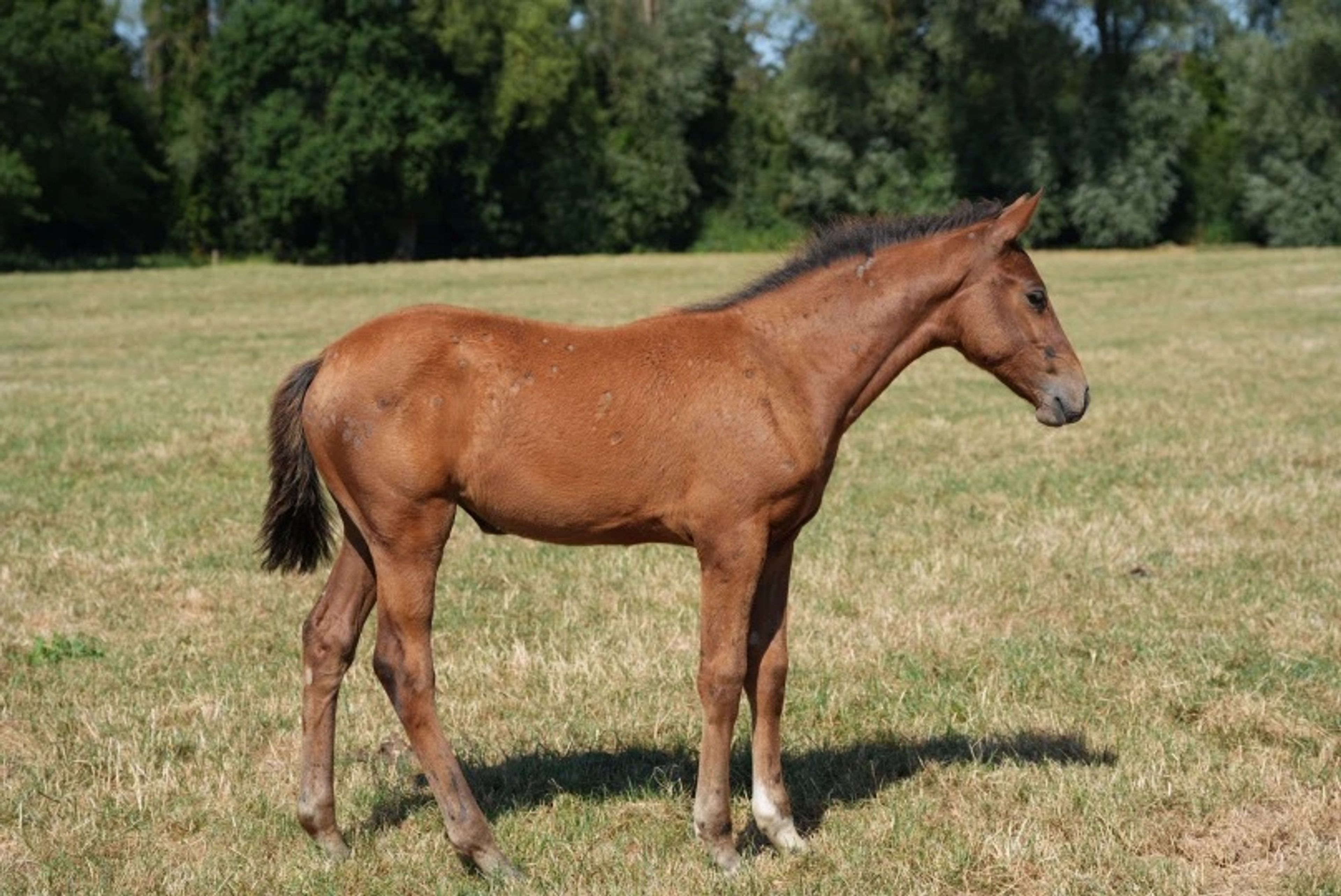Daisy KCX (KC KASTELL AN TARO DK x TYPE TOP DU MONTEIL)