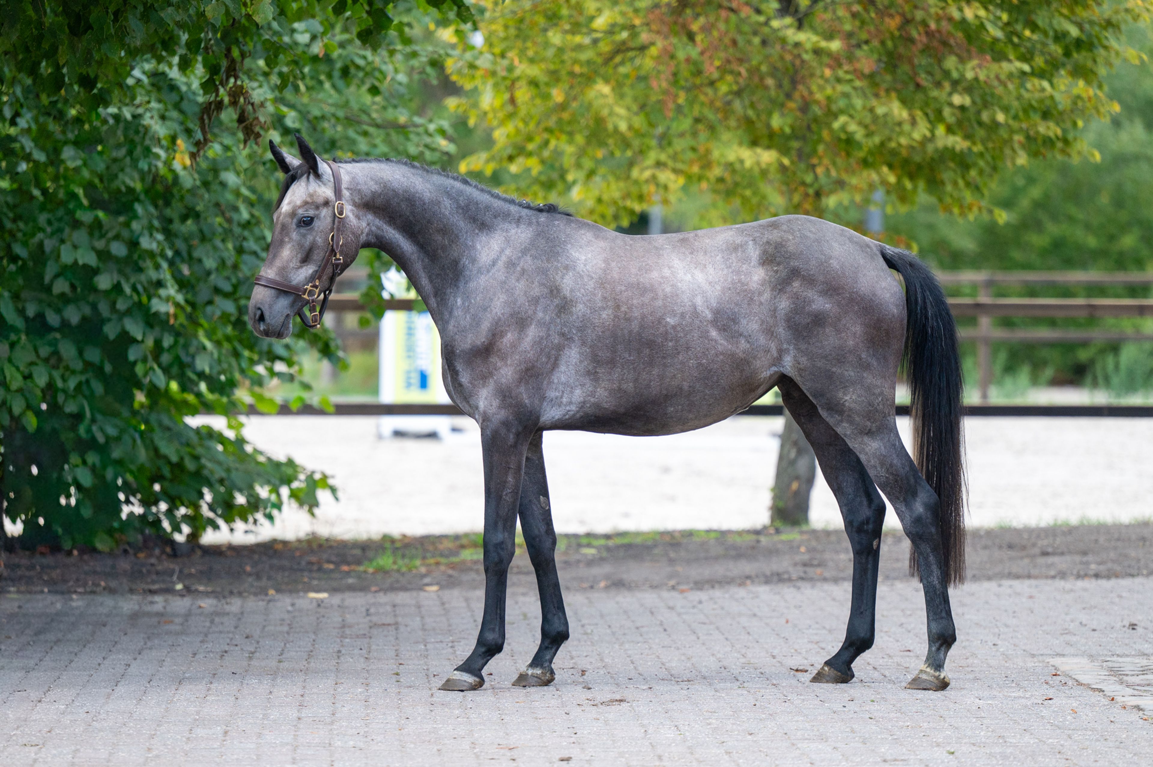 Agatha Sofia 1919 Z (AGOFINO 1919 Z x QUAMTUM) - Image 3