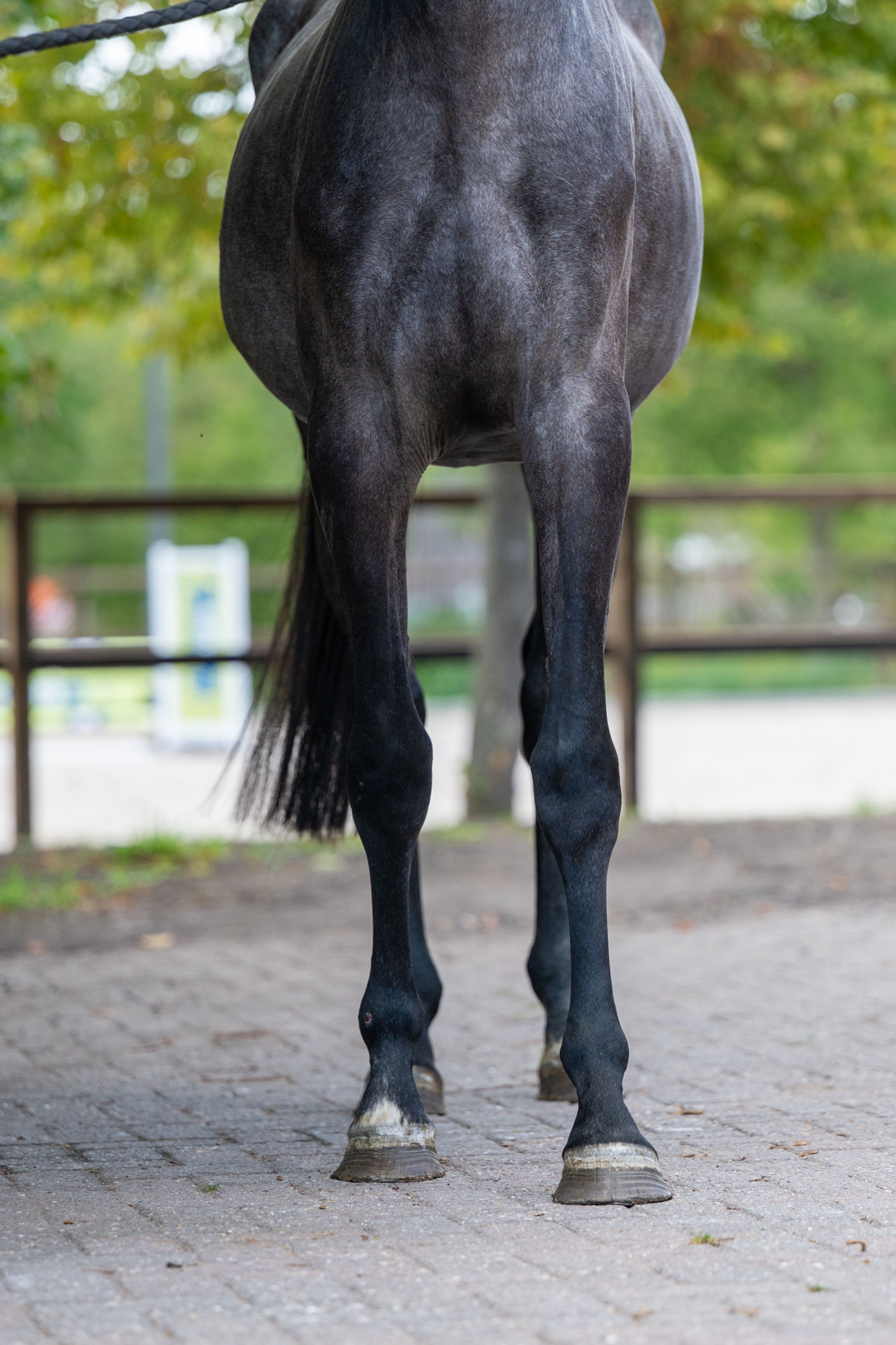 Agatha Sofia 1919 Z (AGOFINO 1919 Z x QUAMTUM) - Image 8
