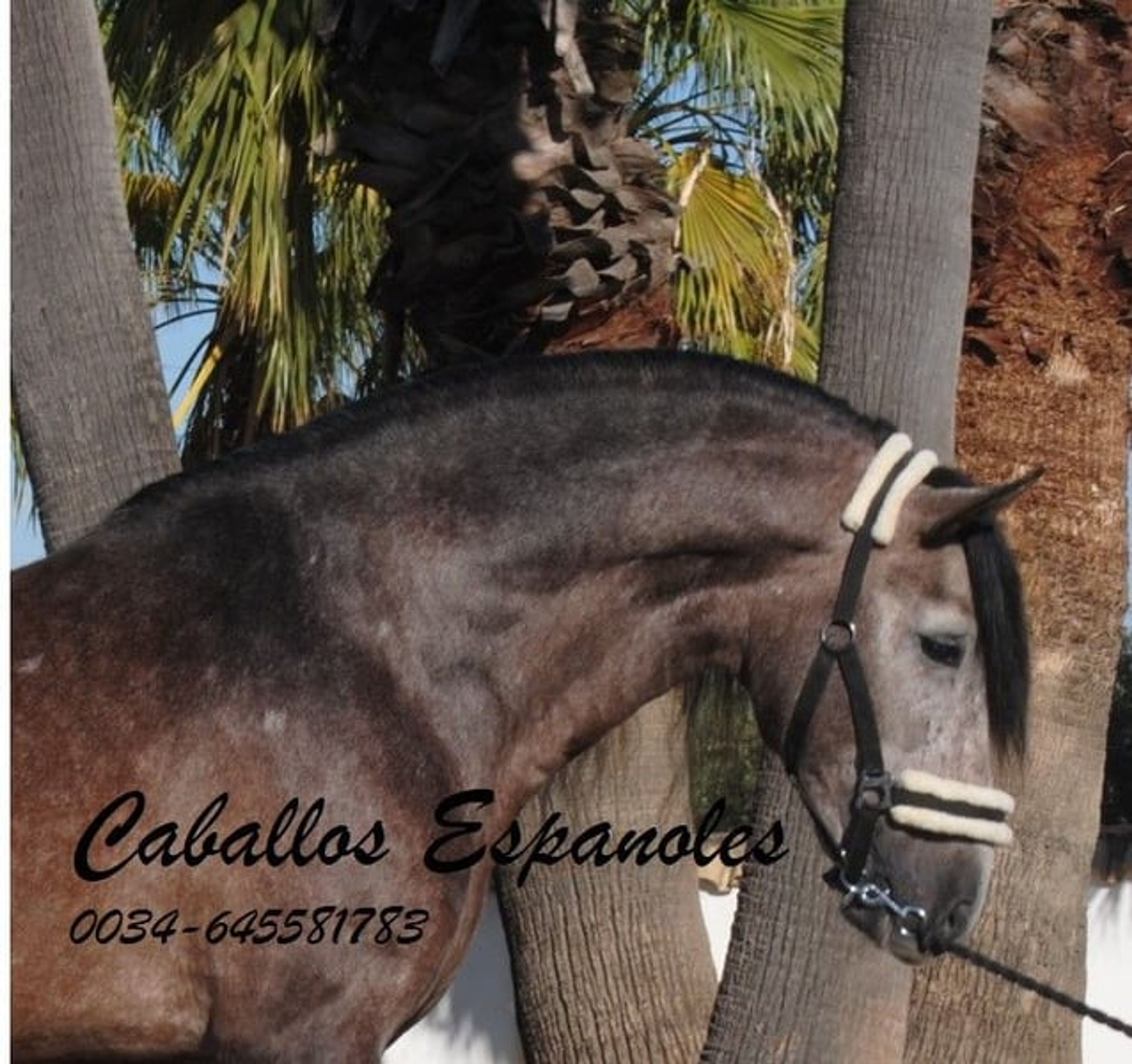 Beautiful PRE stallion with excellent movement