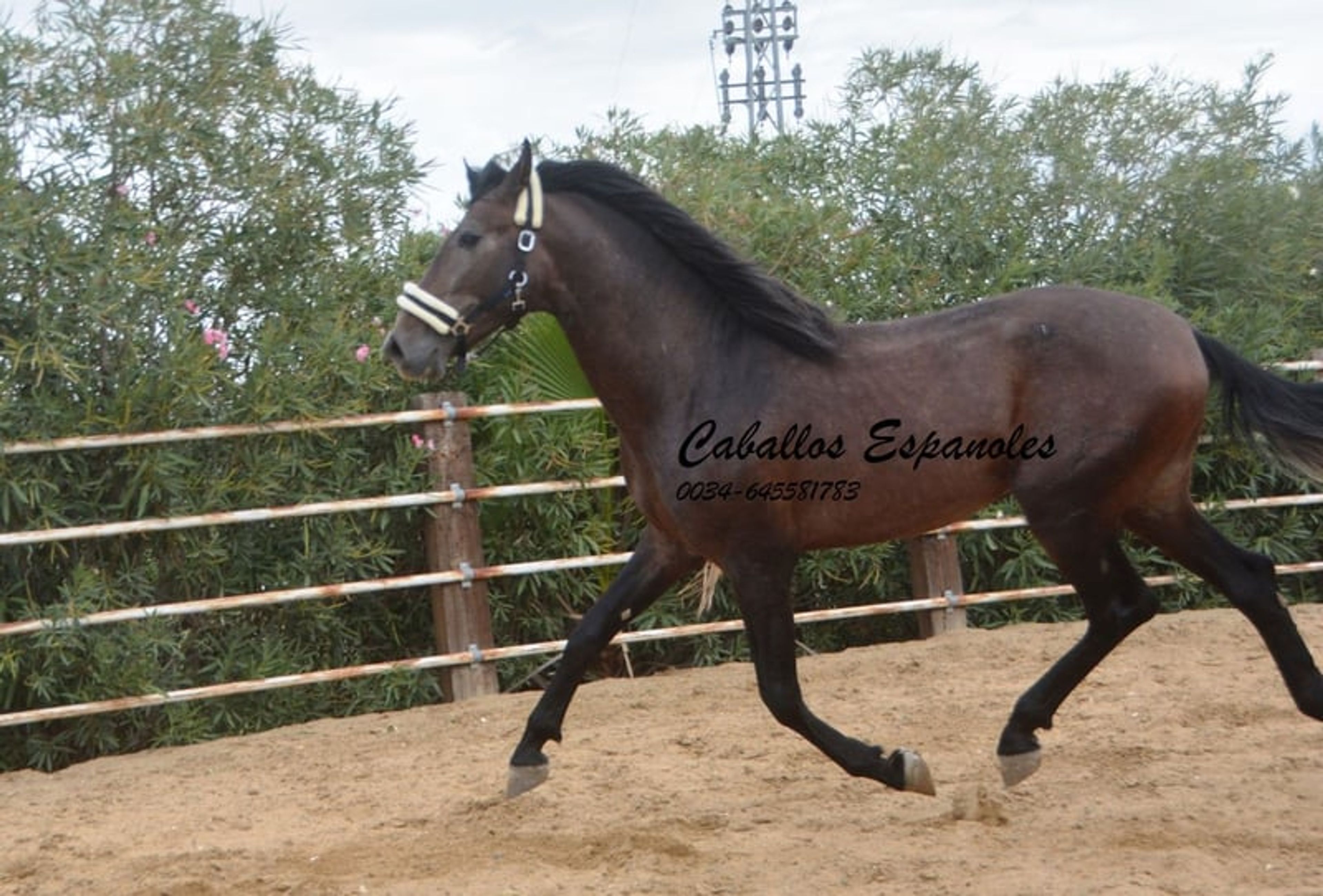 Beautiful PRE stallion with excellent movement - Image 2