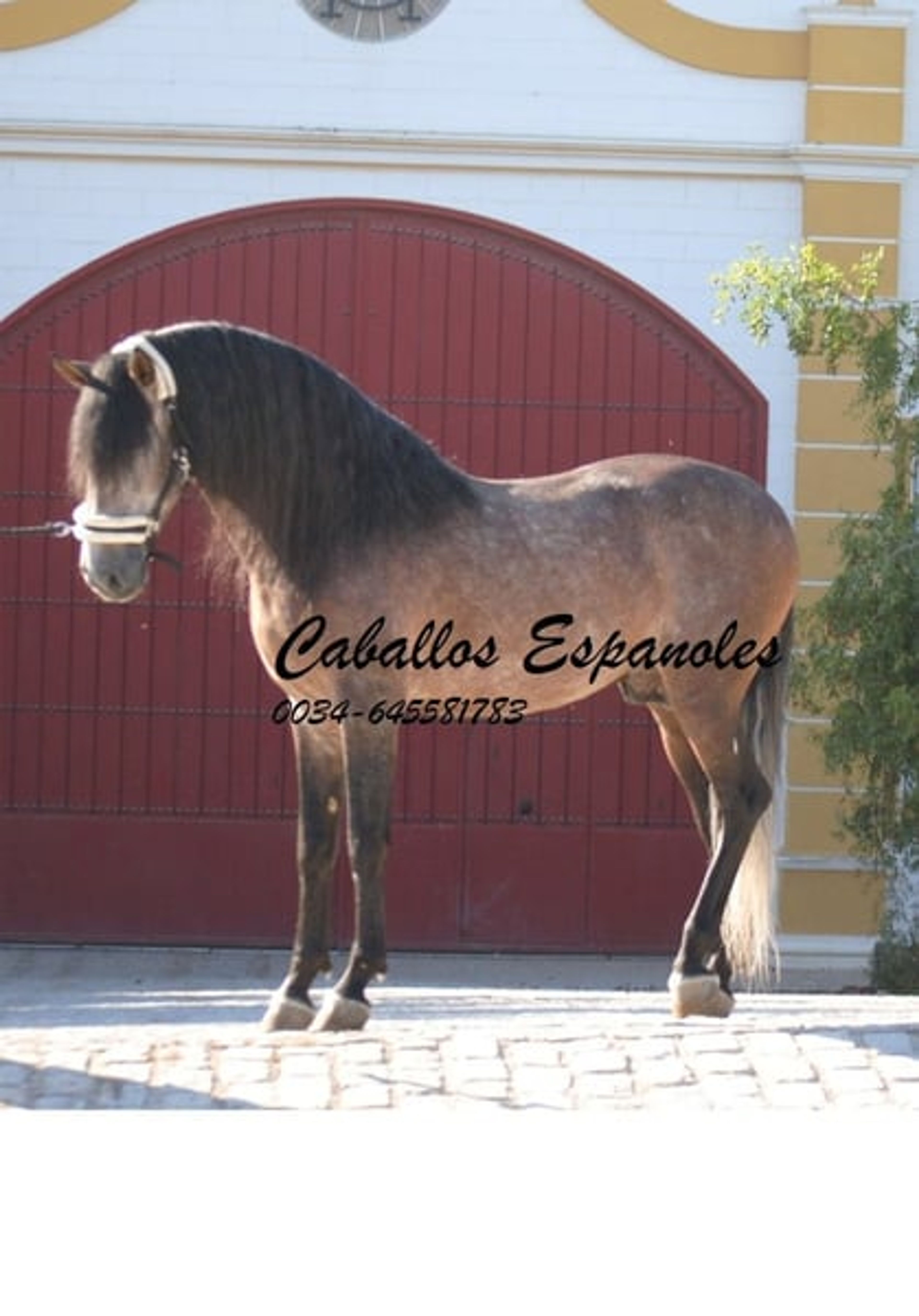Beautiful PRE stallion with excellent movement - Image 3
