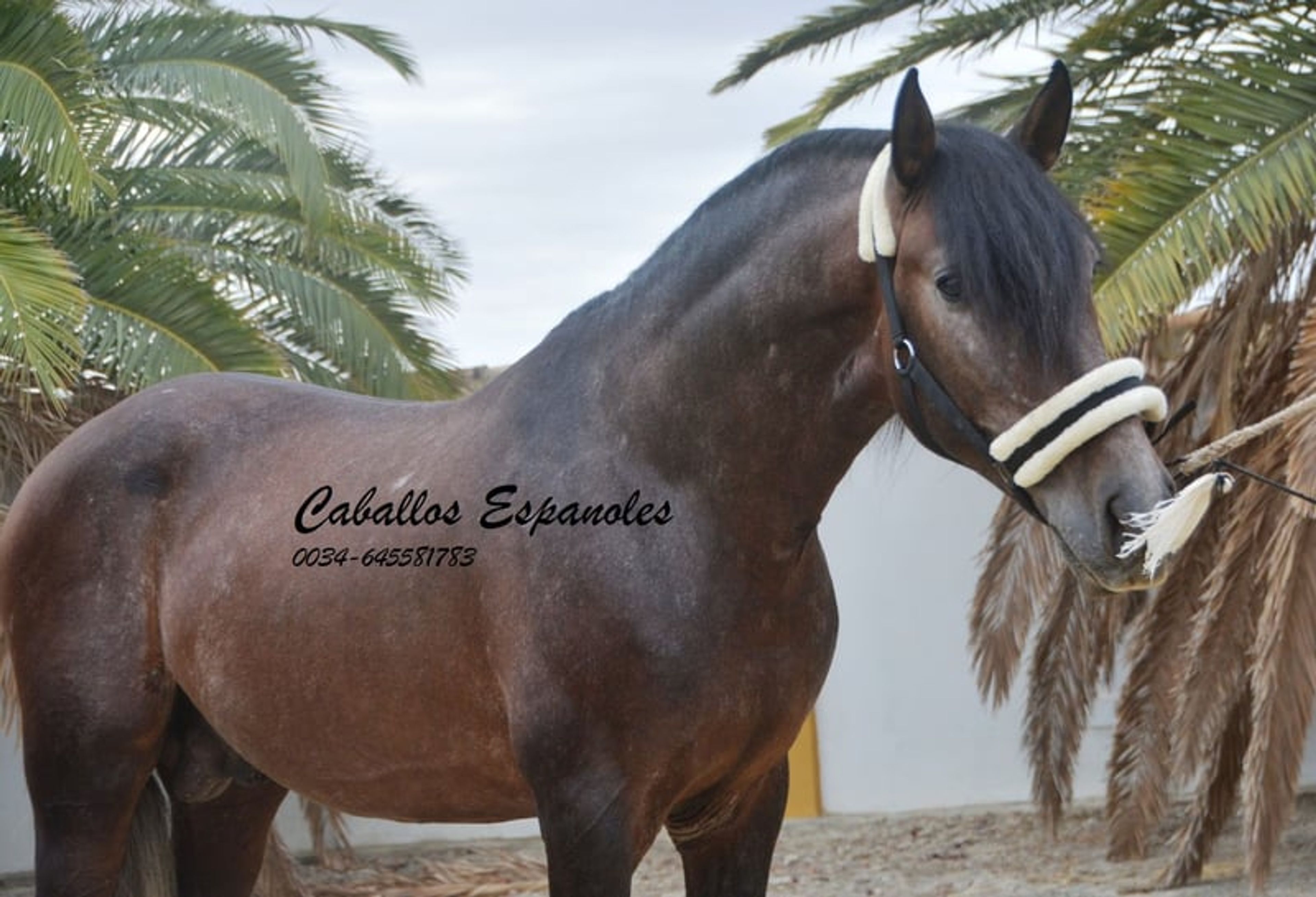 Beautiful PRE stallion with excellent movement - Image 4