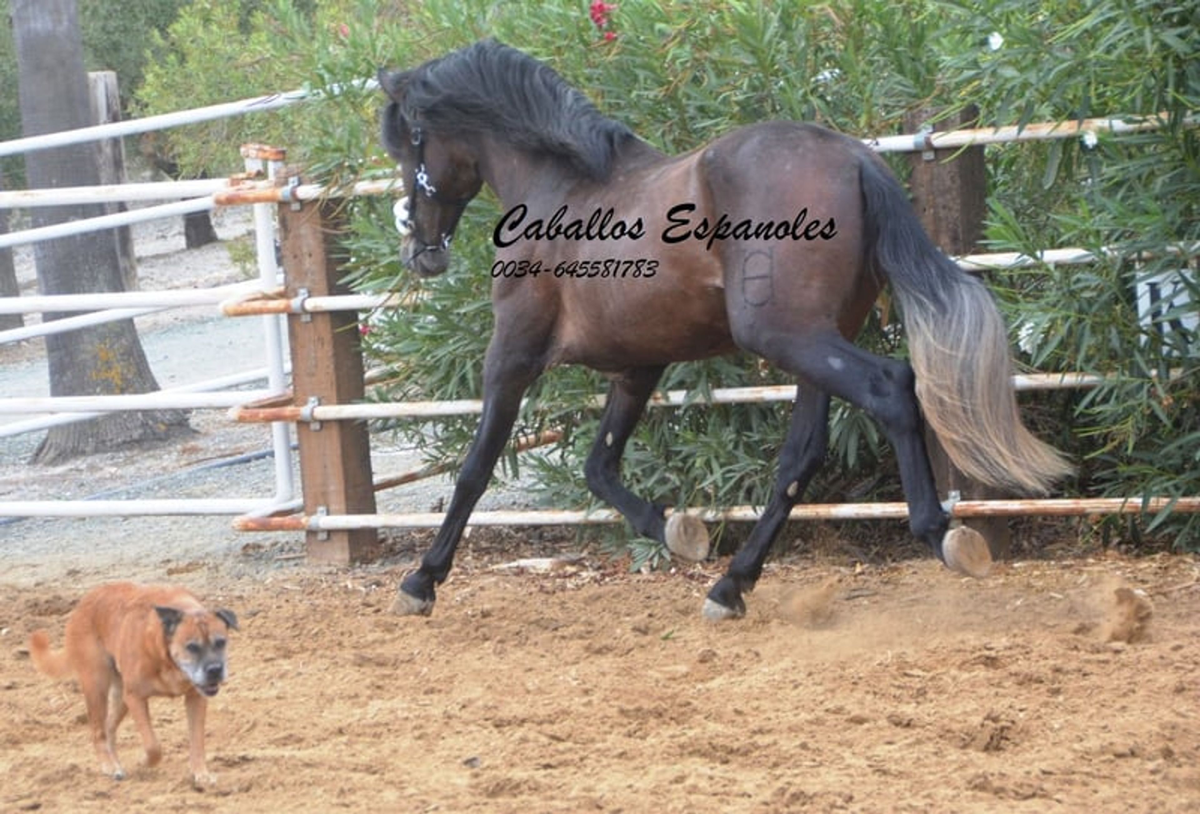 Beautiful PRE stallion with excellent movement - Image 5