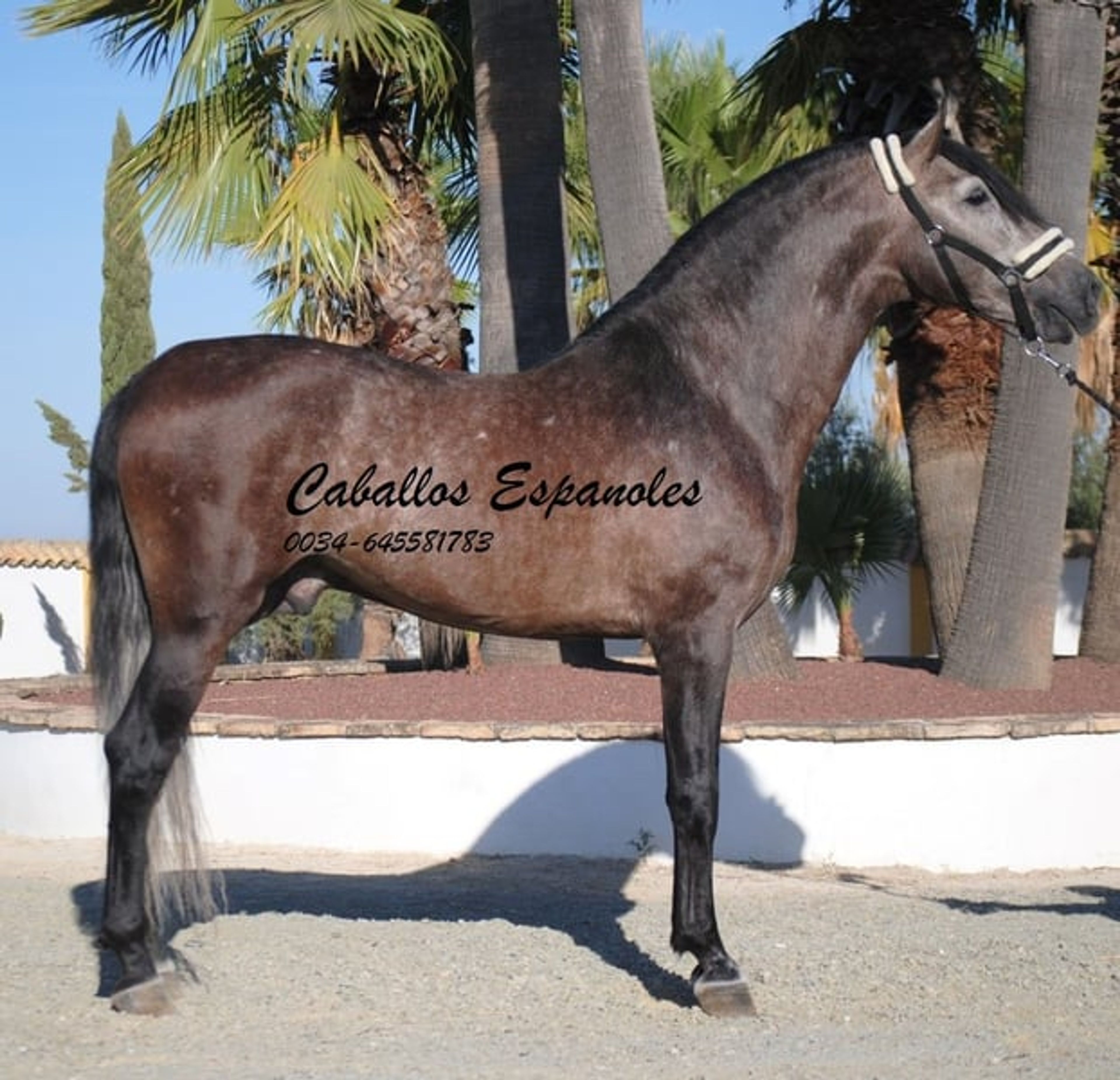 Beautiful PRE stallion with excellent movement - Image 6