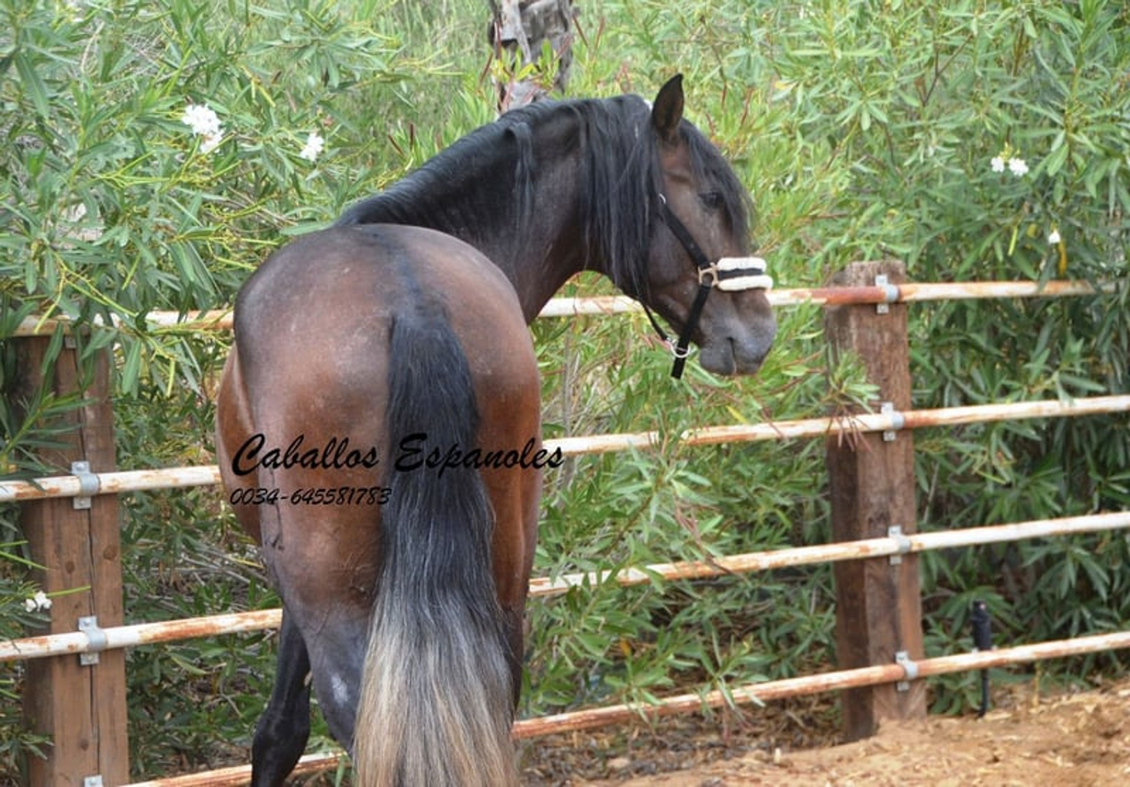 Beautiful PRE stallion with excellent movement - Image 7