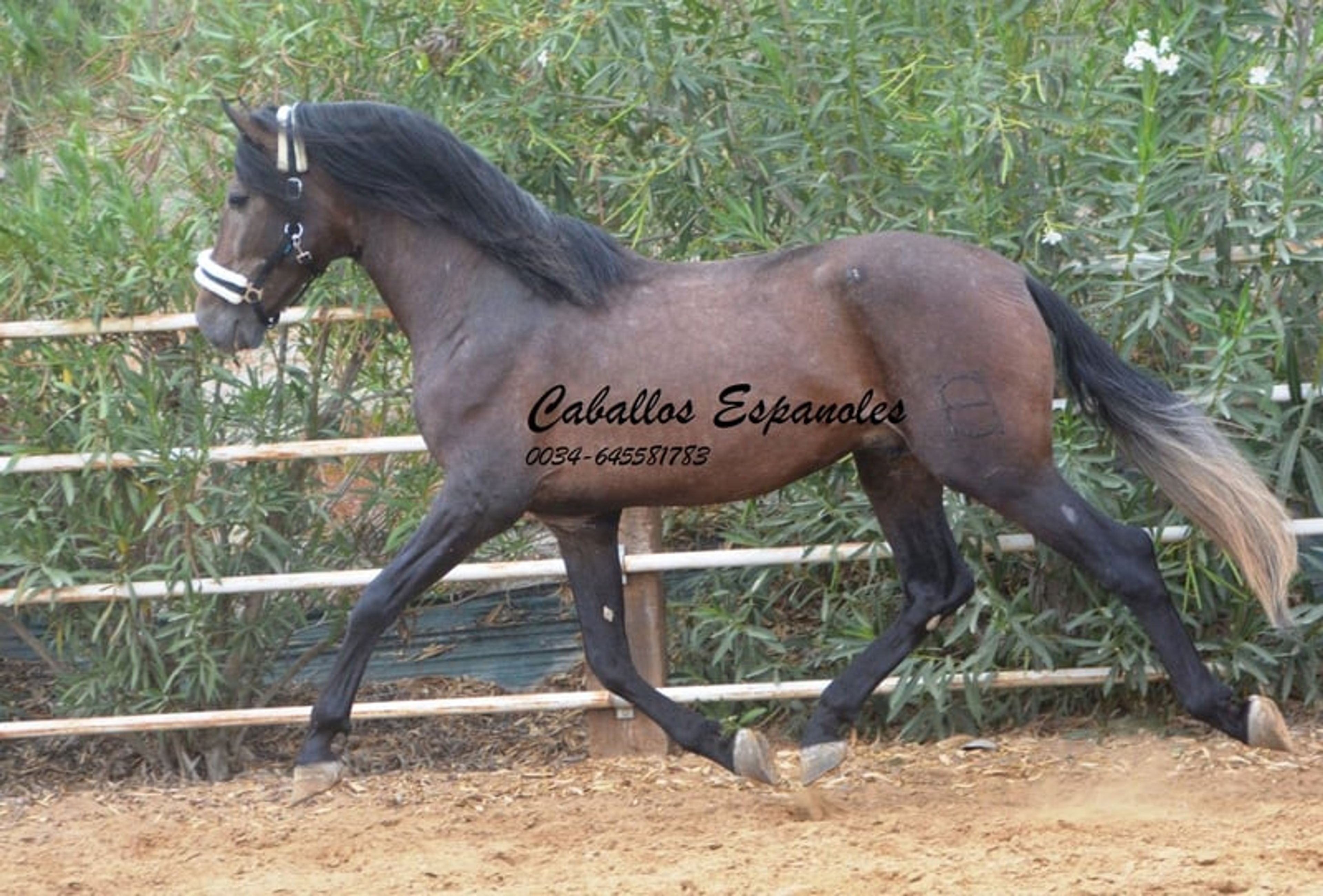 Beautiful PRE stallion with excellent movement - Image 8