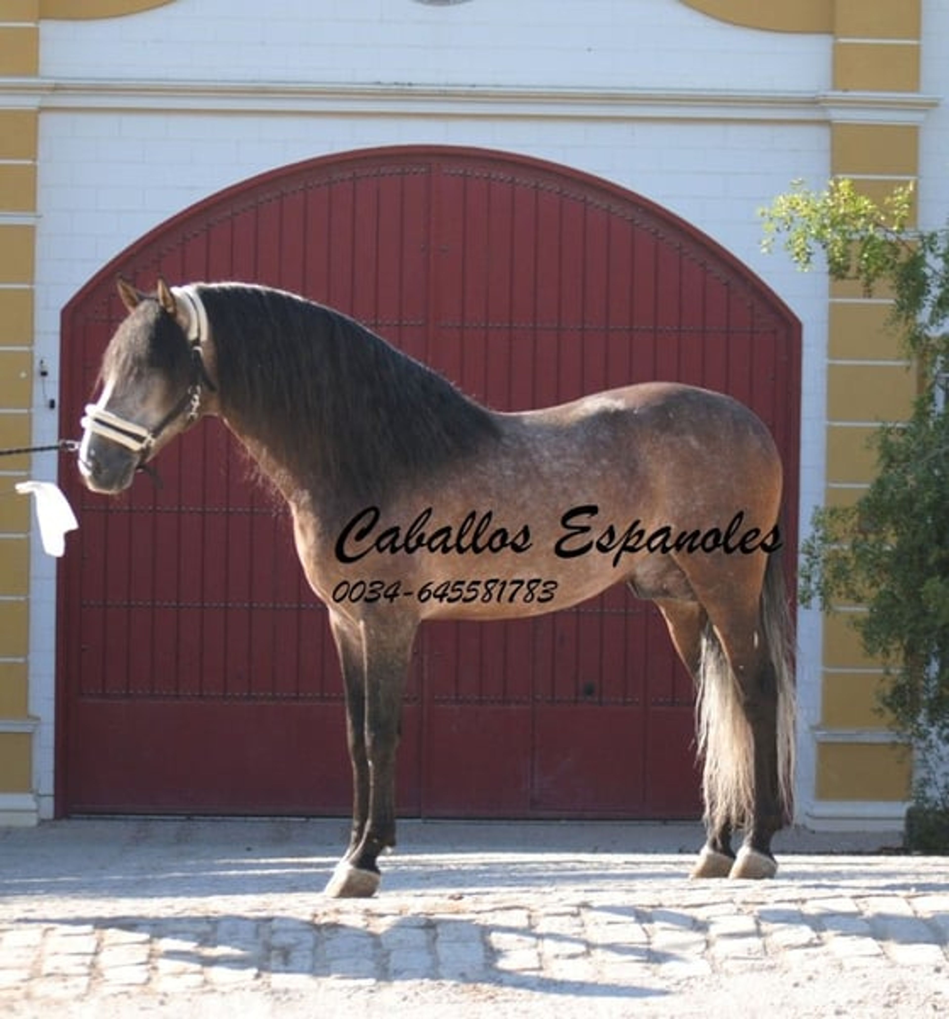 Beautiful PRE stallion with excellent movement - Image 9