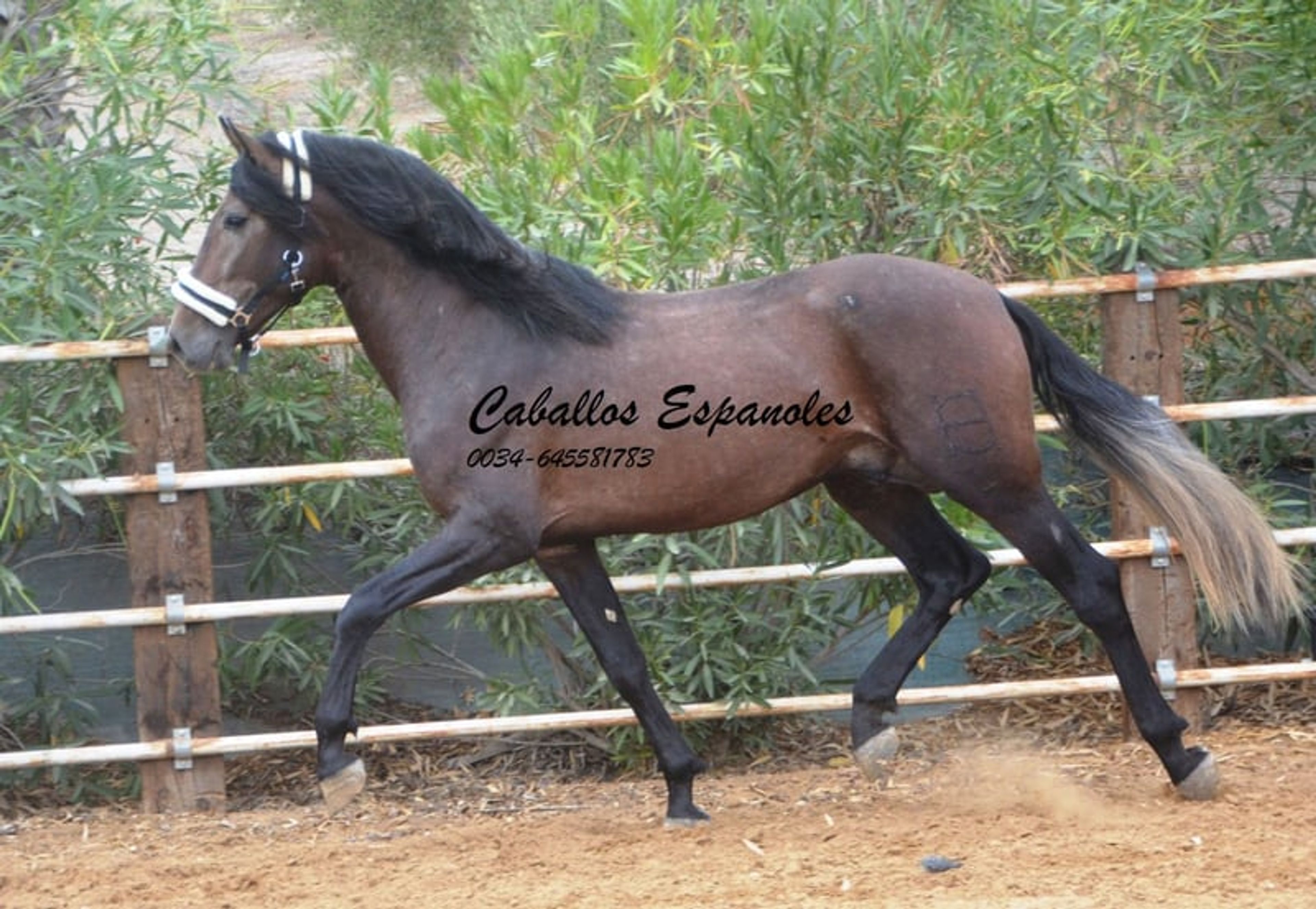 Beautiful PRE stallion with excellent movement - Image 10