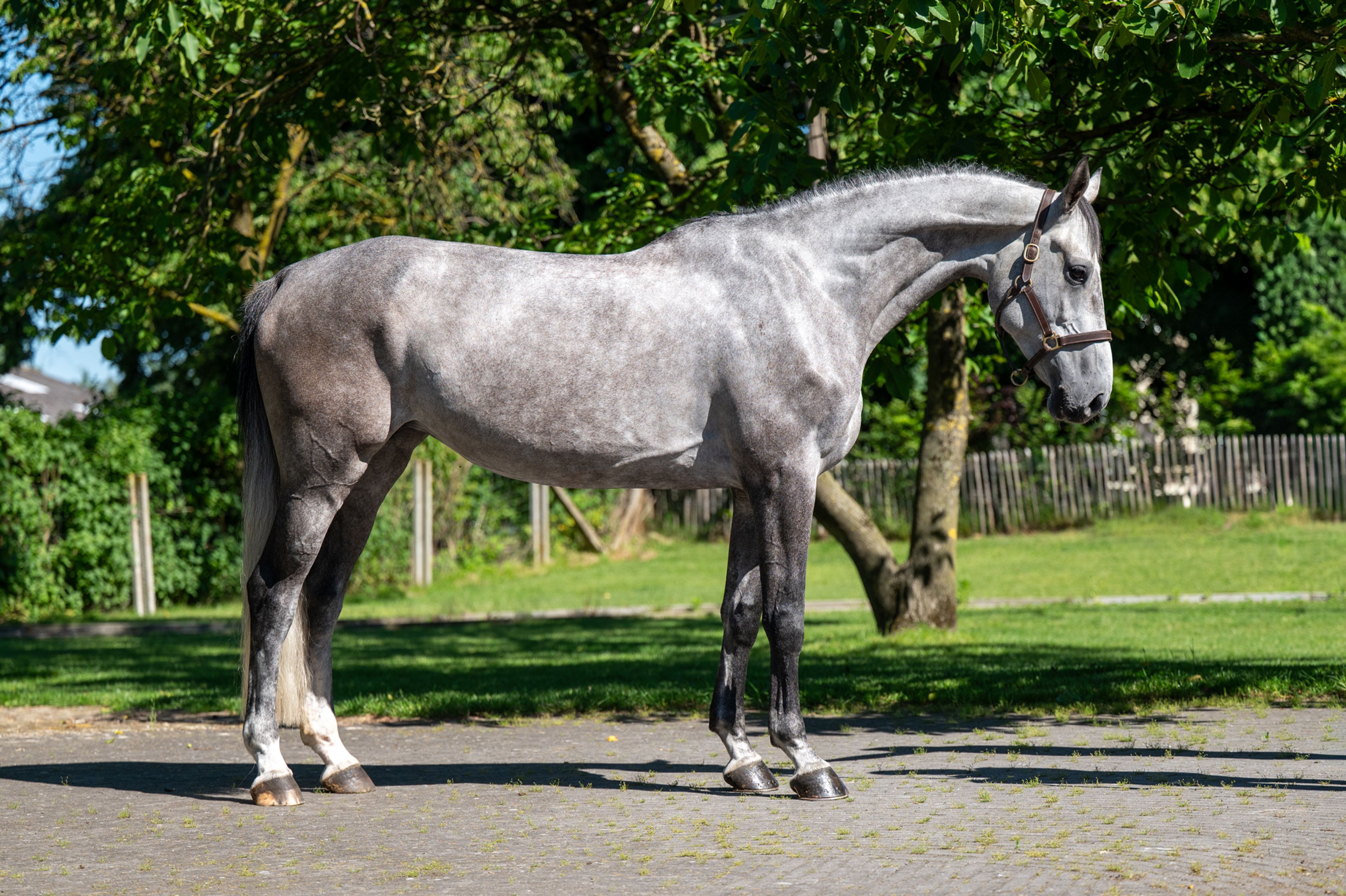 Rentina (NECTAR DES ROCHES x CIGARET JVH Z) - Image 1