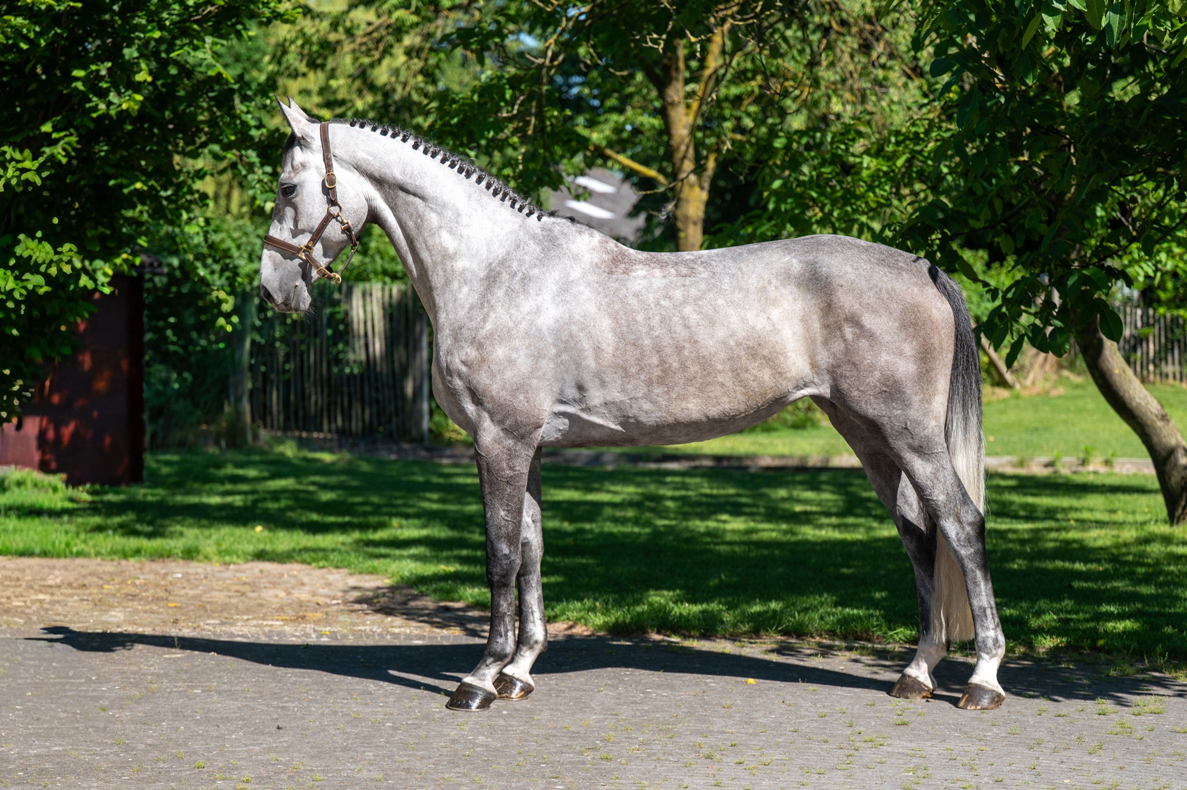 Rentina (NECTAR DES ROCHES x CIGARET JVH Z) - Image 2