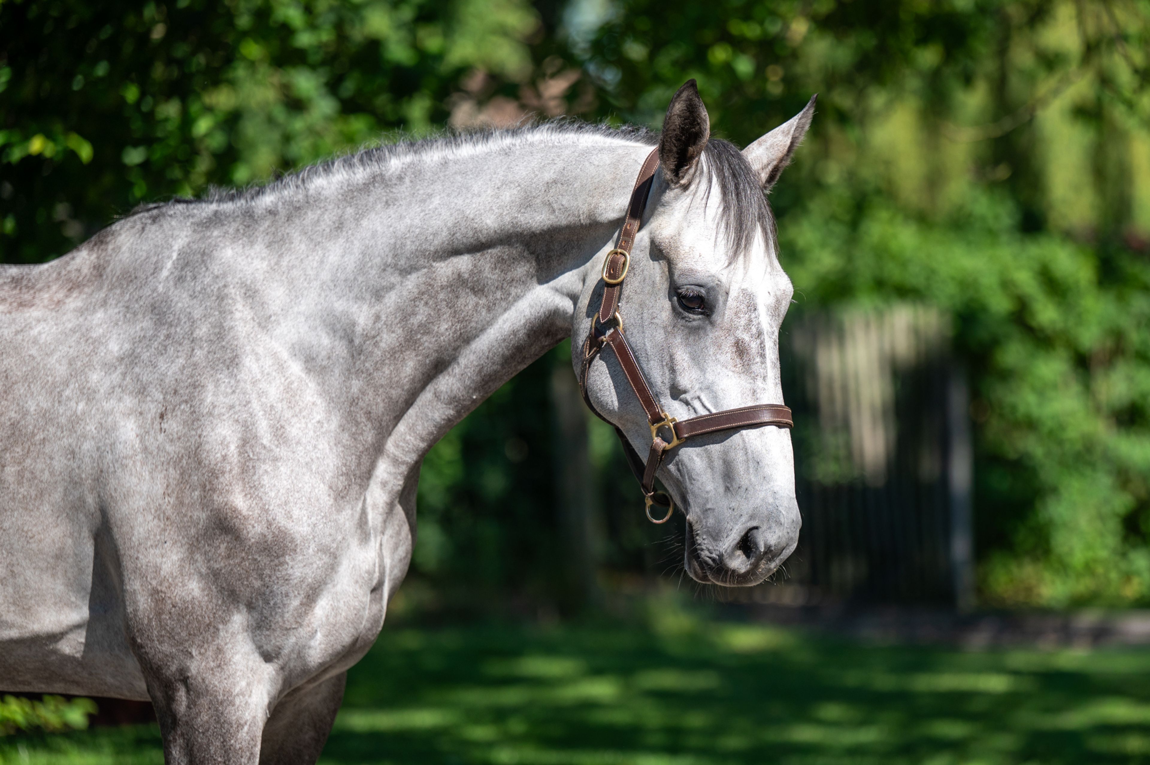 Rentina (NECTAR DES ROCHES x CIGARET JVH Z) - Image 3