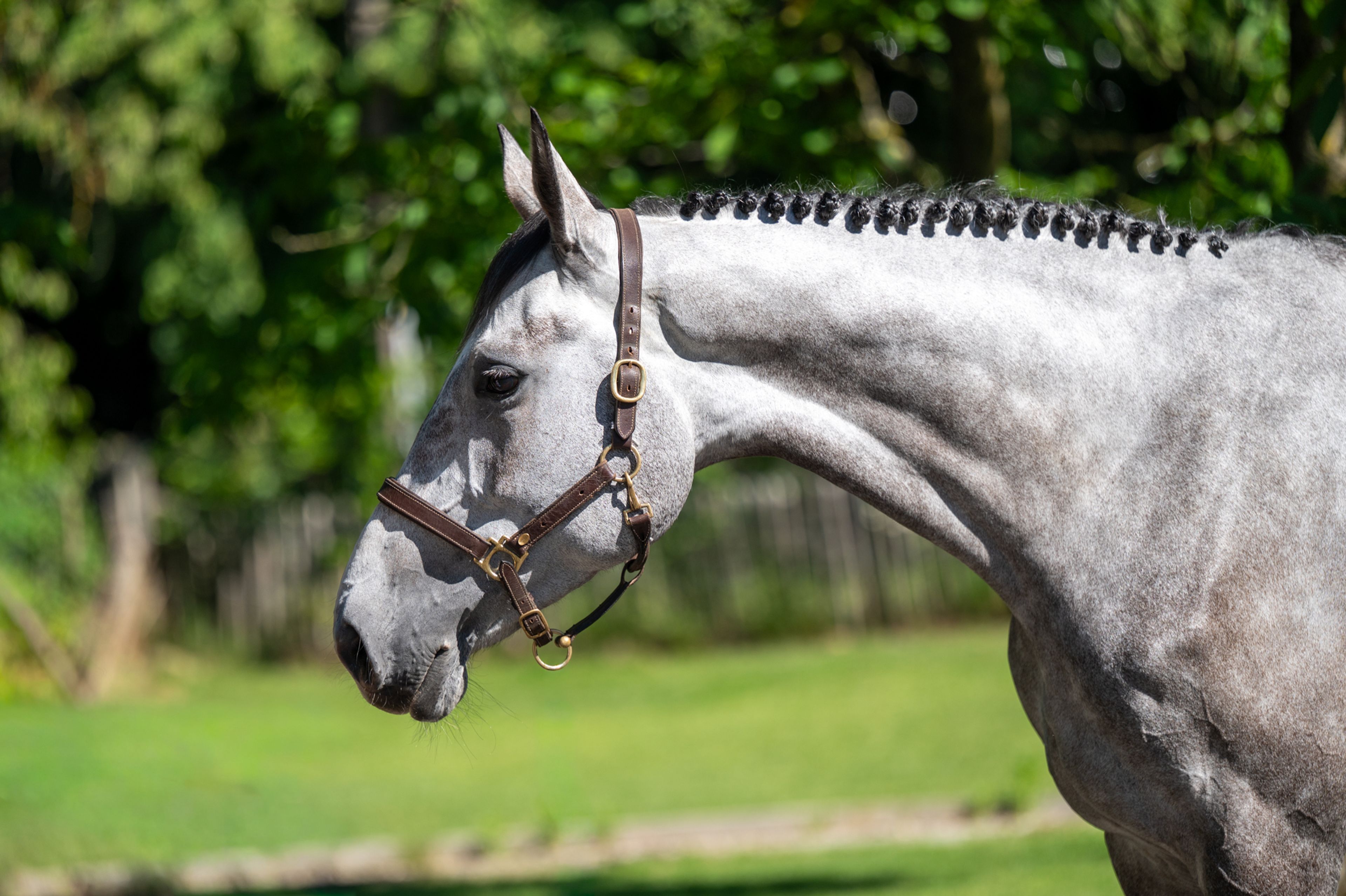 Rentina (NECTAR DES ROCHES x CIGARET JVH Z) - Image 4