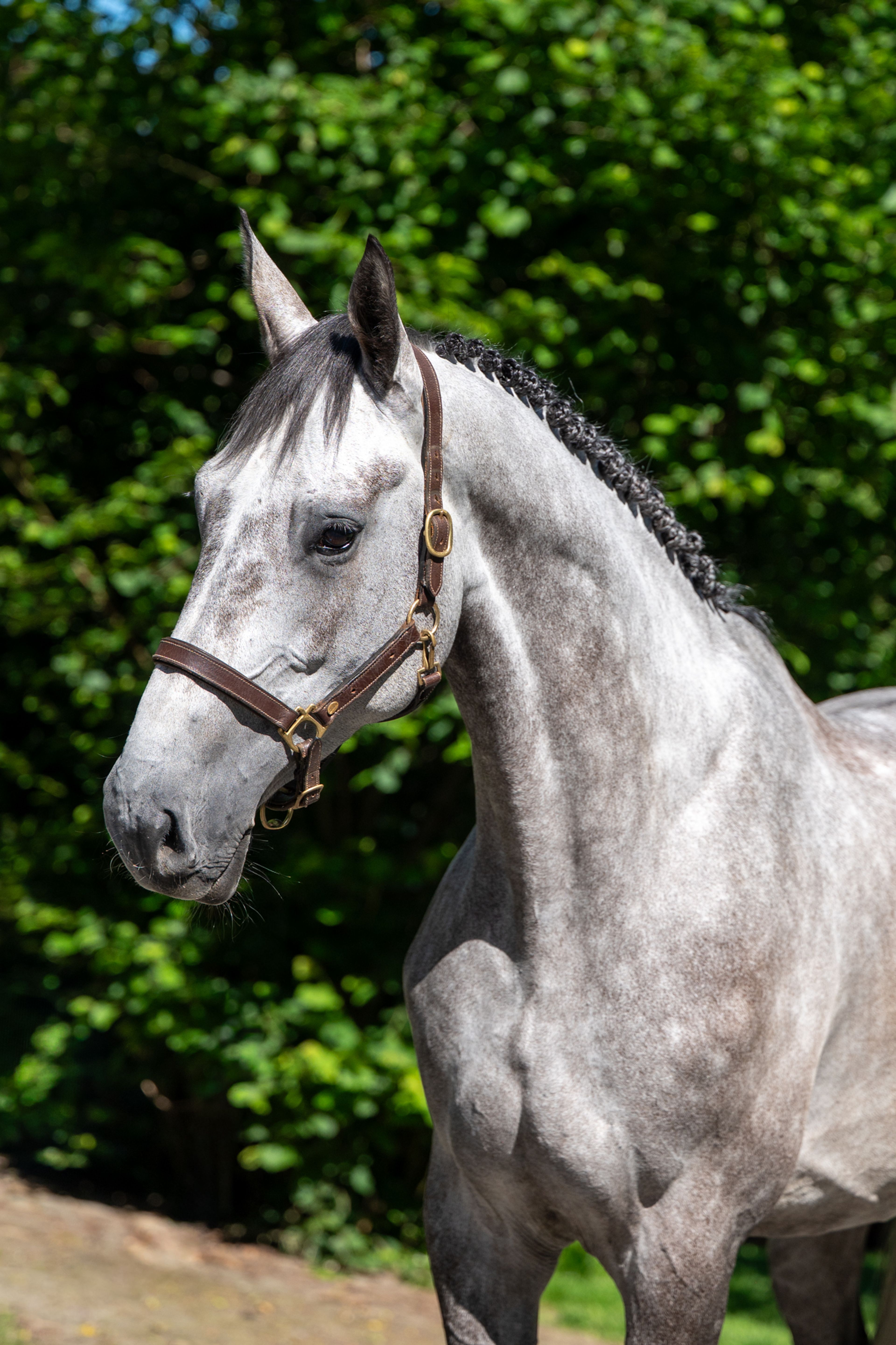 Rentina (NECTAR DES ROCHES x CIGARET JVH Z) - Image 5