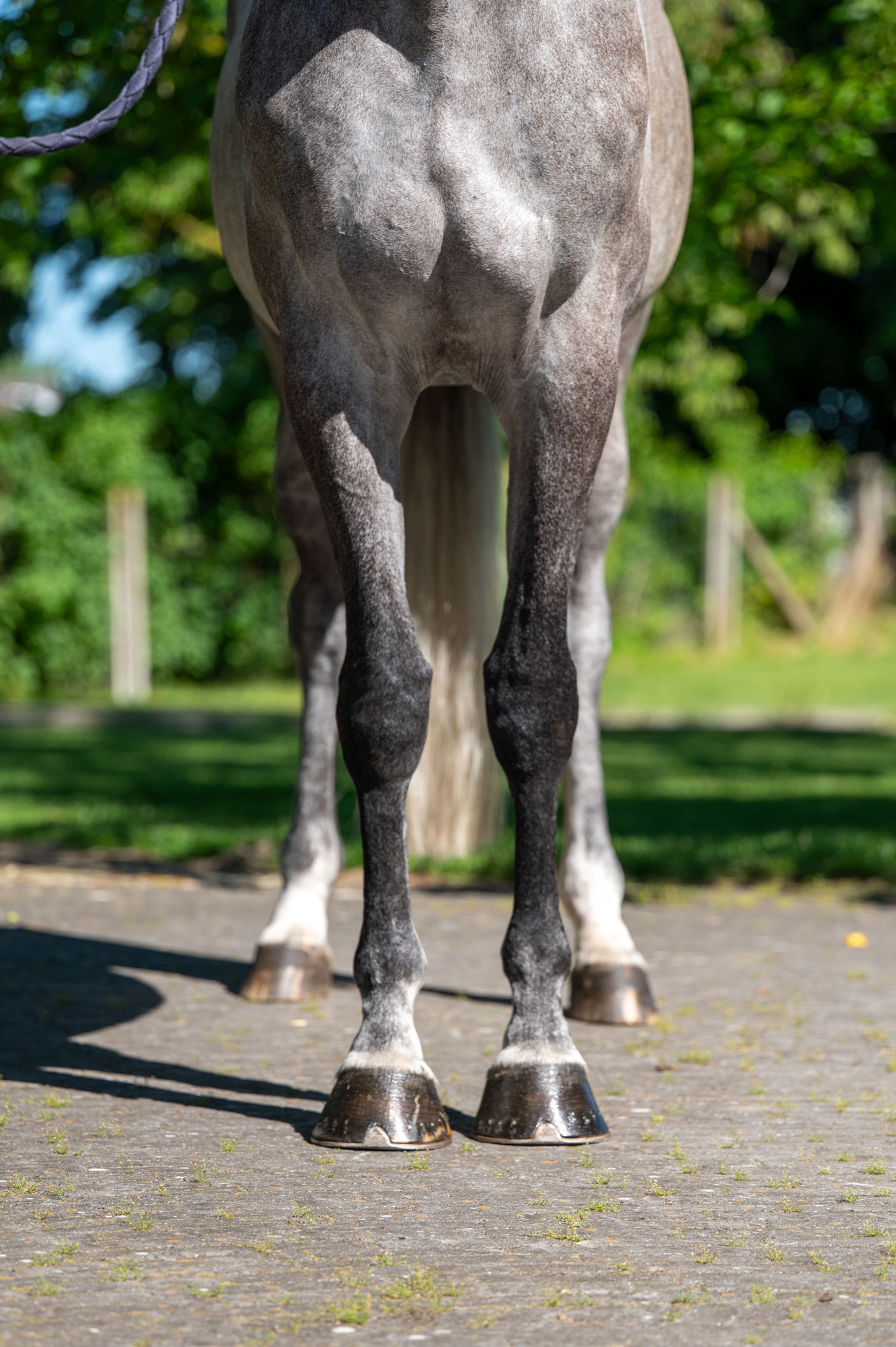 Rentina (NECTAR DES ROCHES x CIGARET JVH Z) - Image 6