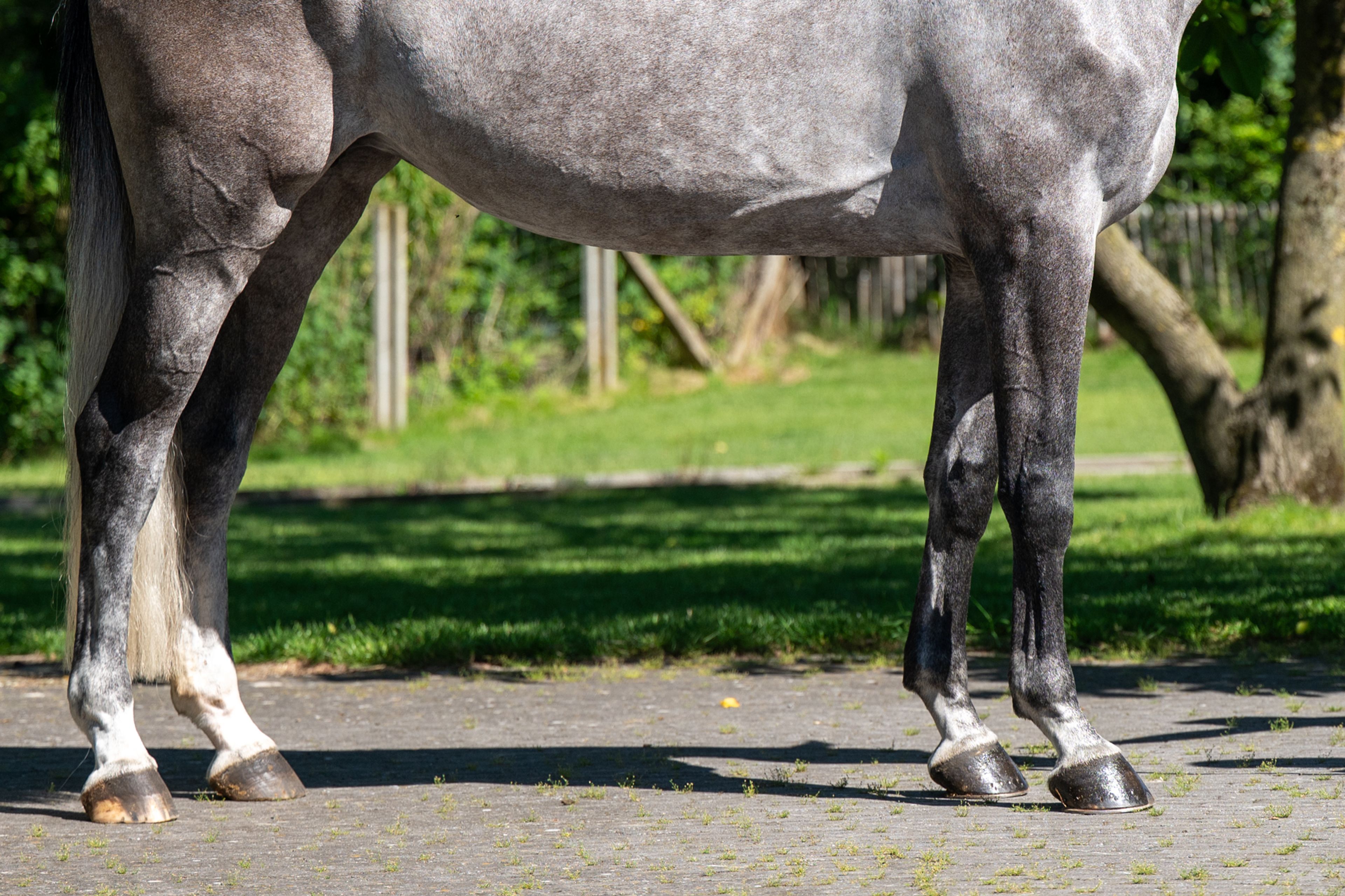 Rentina (NECTAR DES ROCHES x CIGARET JVH Z) - Image 7