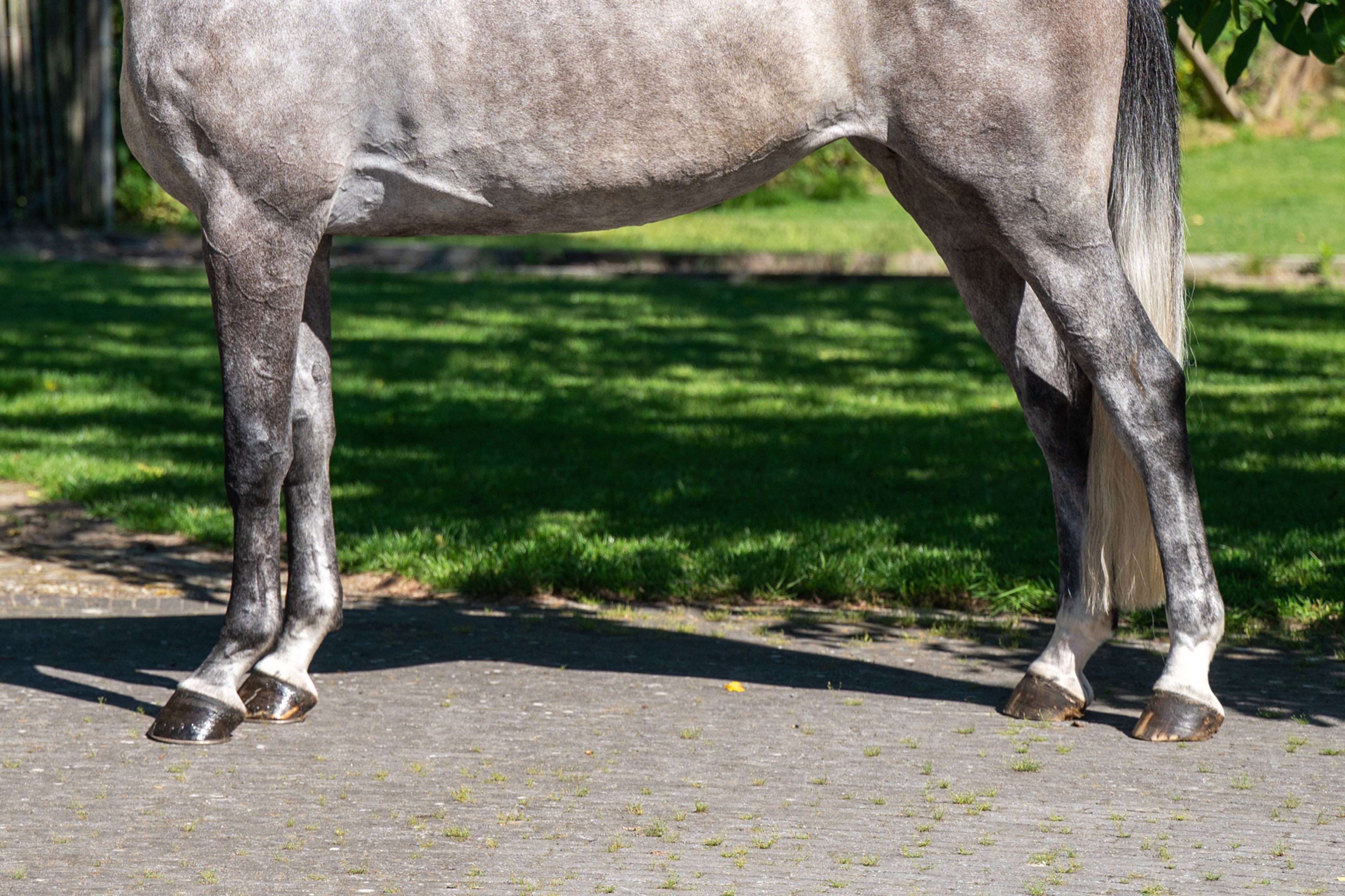 Rentina (NECTAR DES ROCHES x CIGARET JVH Z) - Image 8