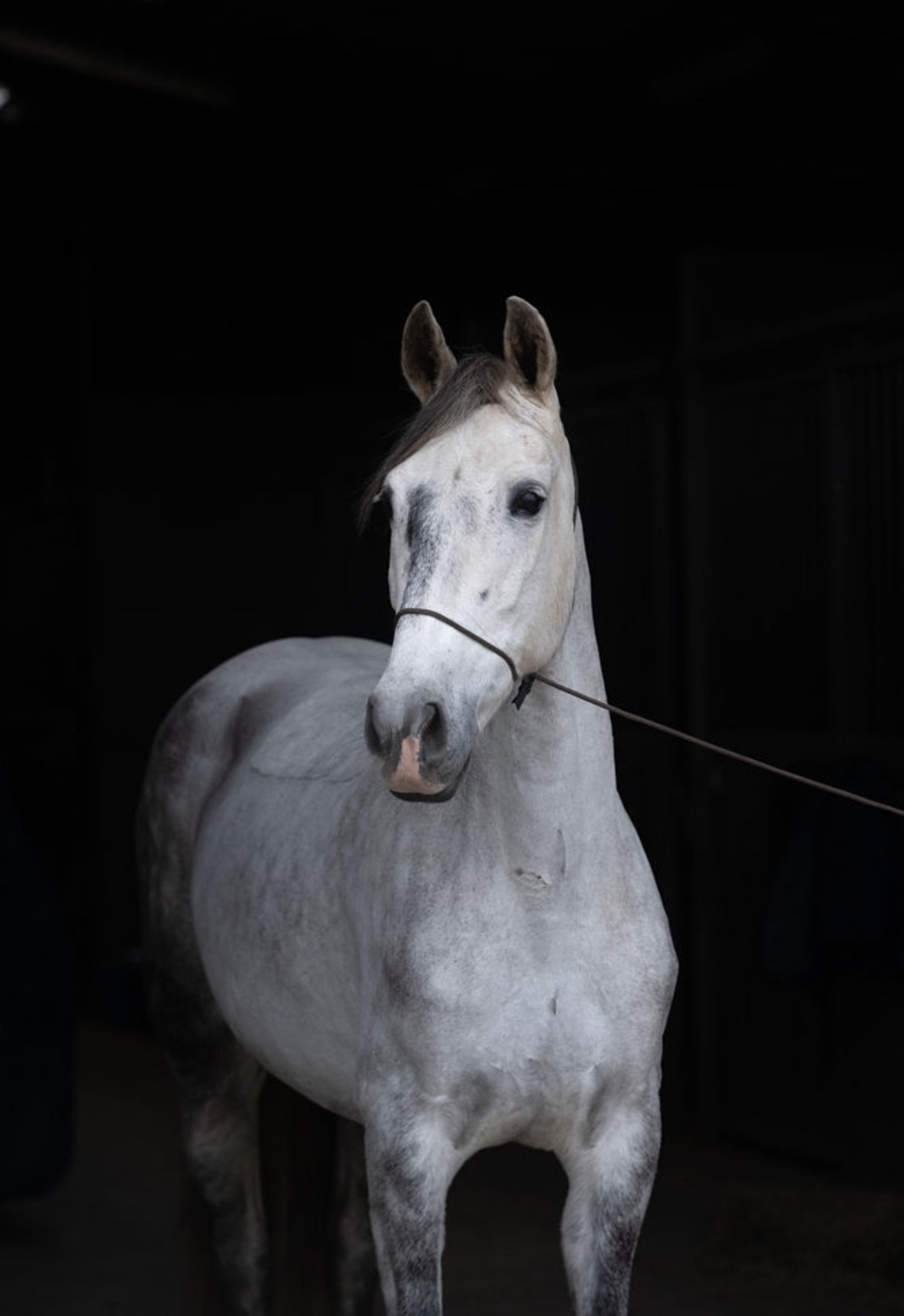 Witje