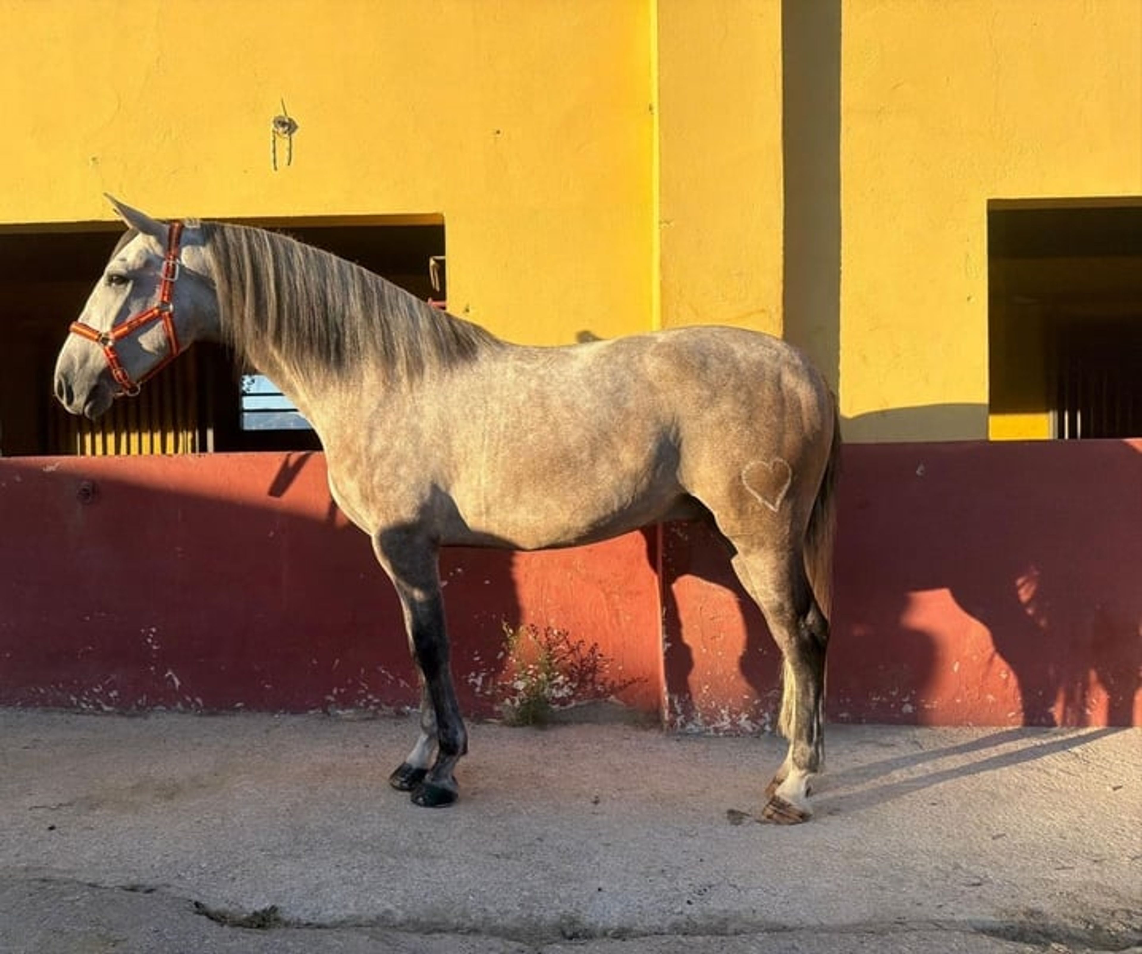 Foal with excellent qualities