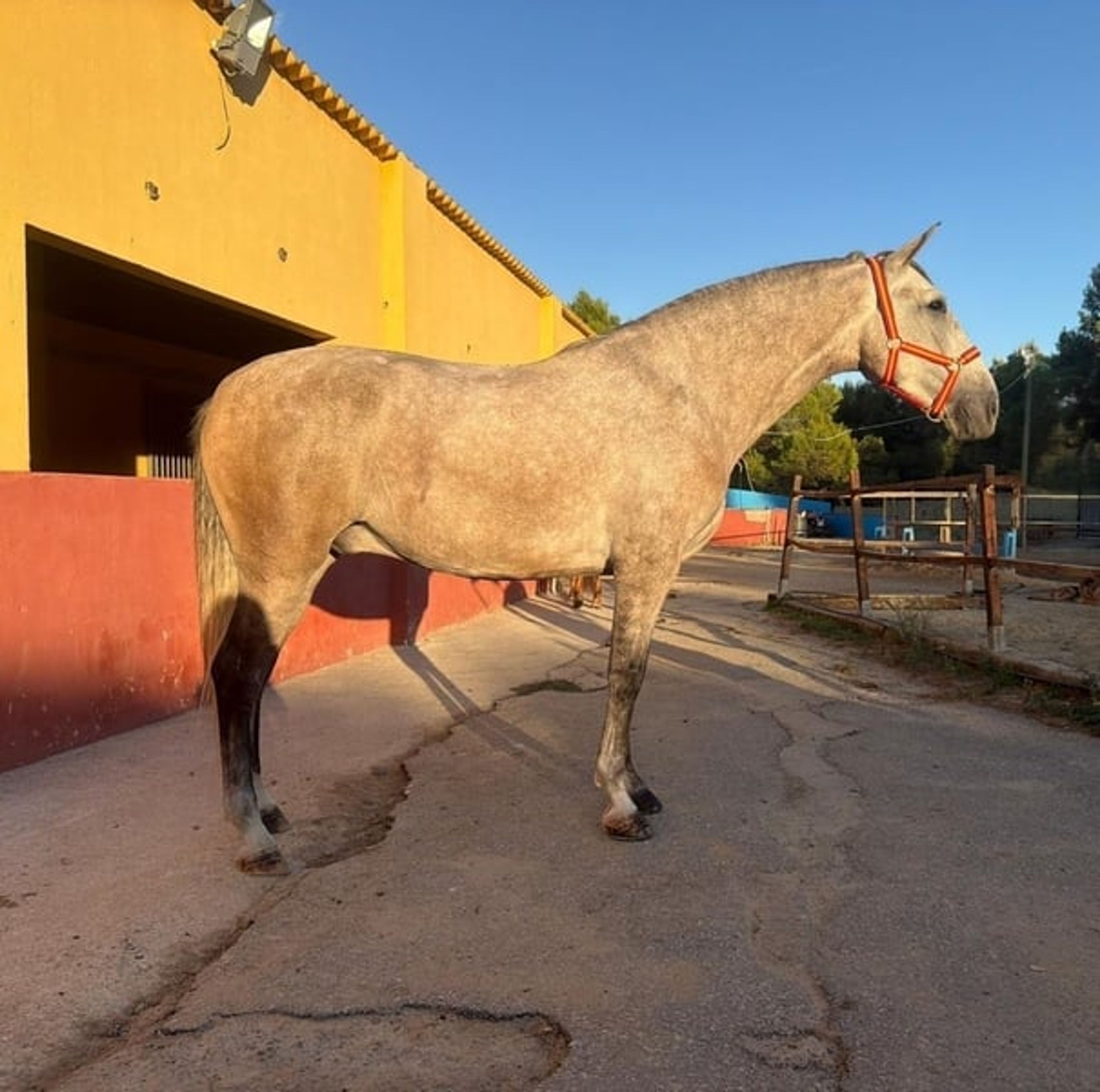 Foal with excellent qualities - Image 2
