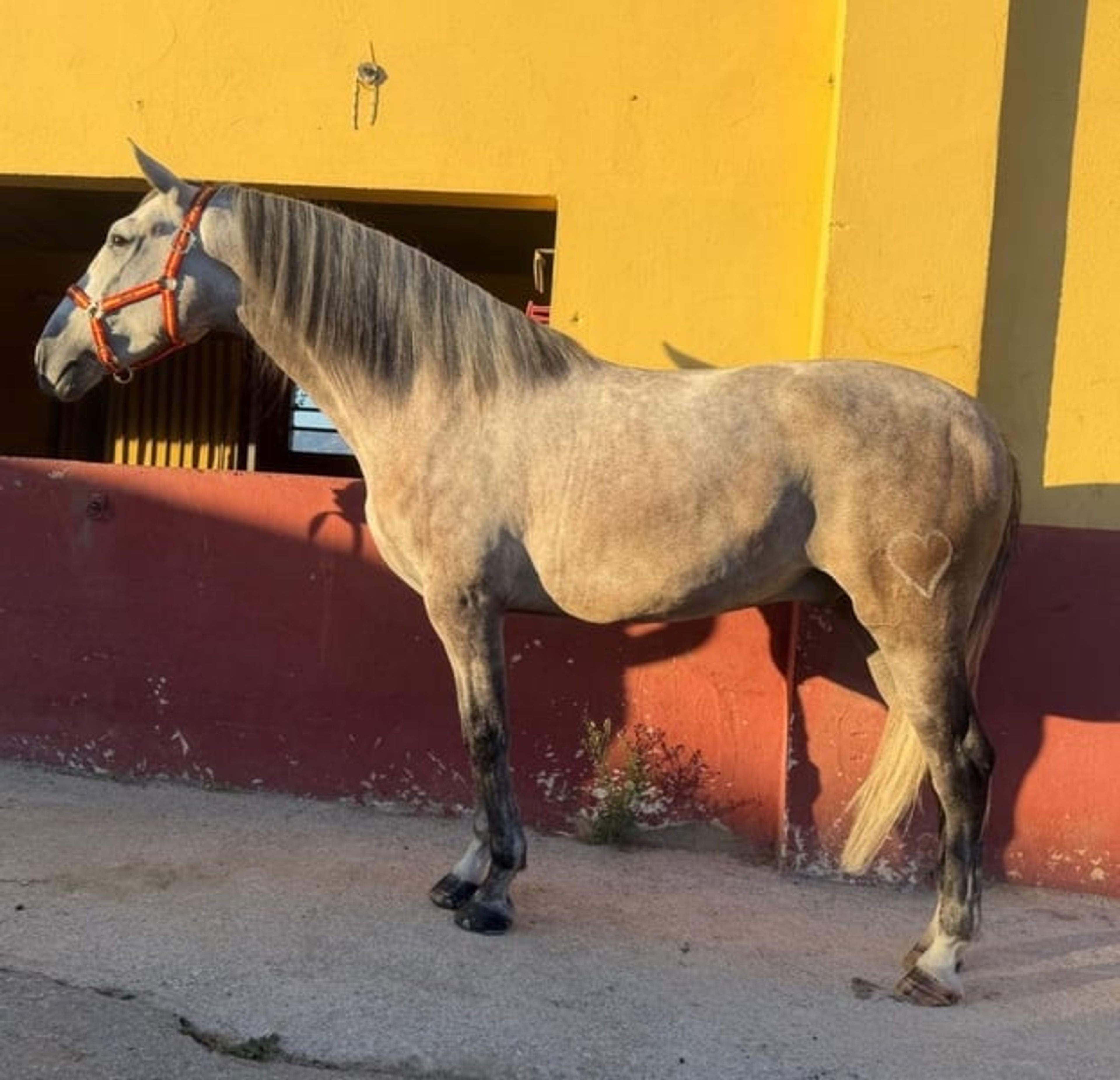 Foal with excellent qualities - Image 3