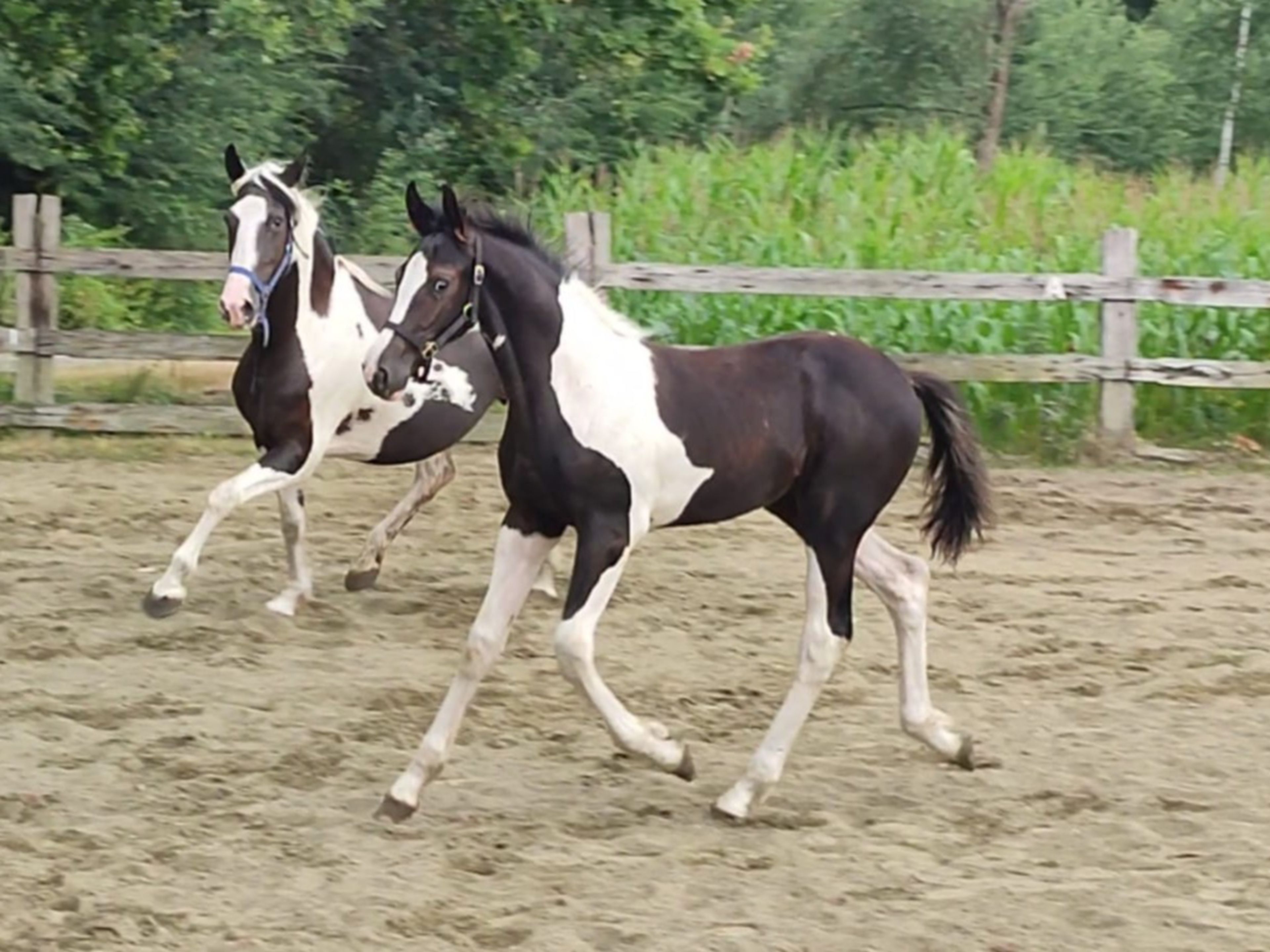 Desperado van 't Stelenshof (HIGHLANDER x UNKNOWN) - Image 2