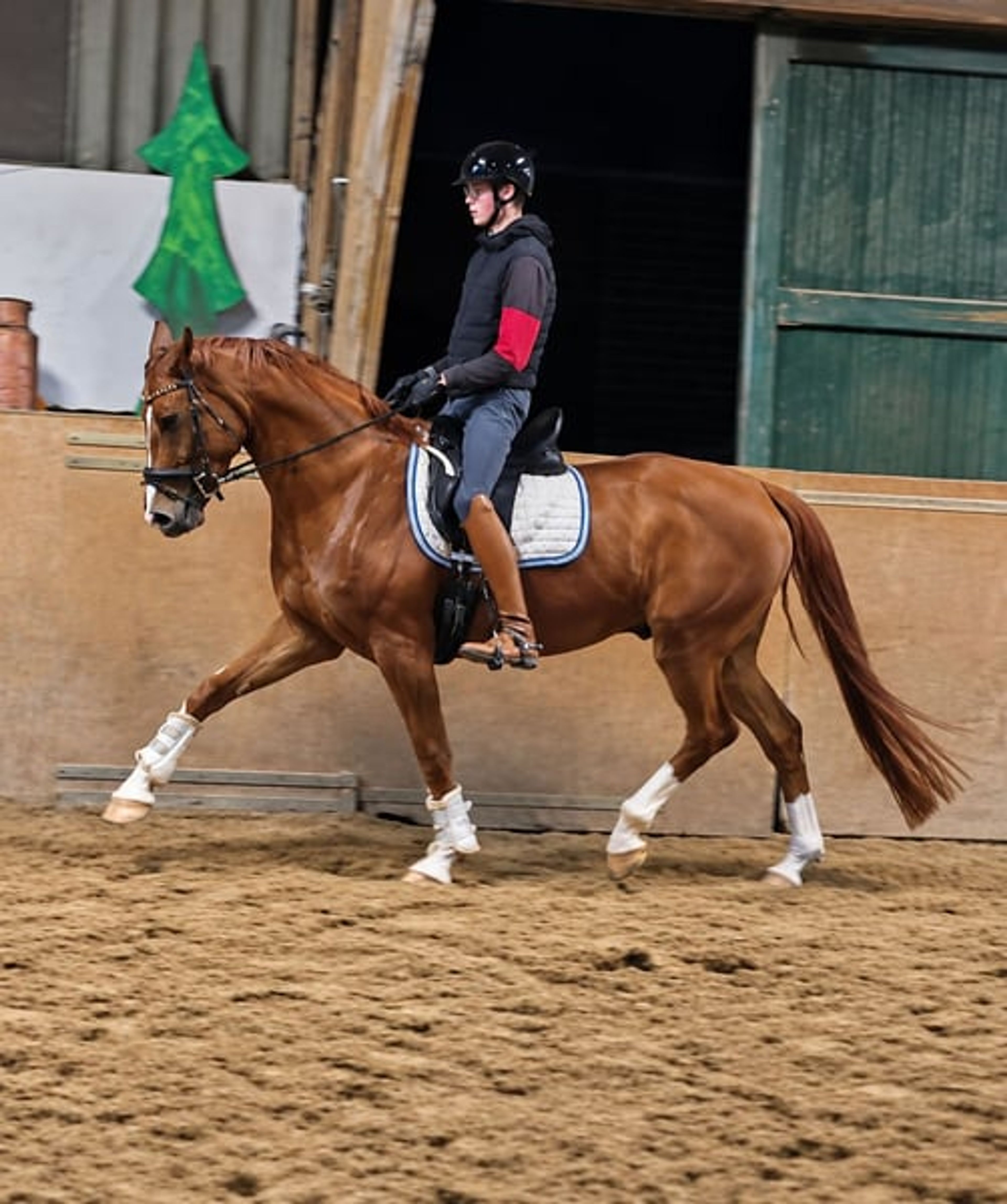 Handsome gelding with a valid health certificate seeking an experienced rider - Image 1
