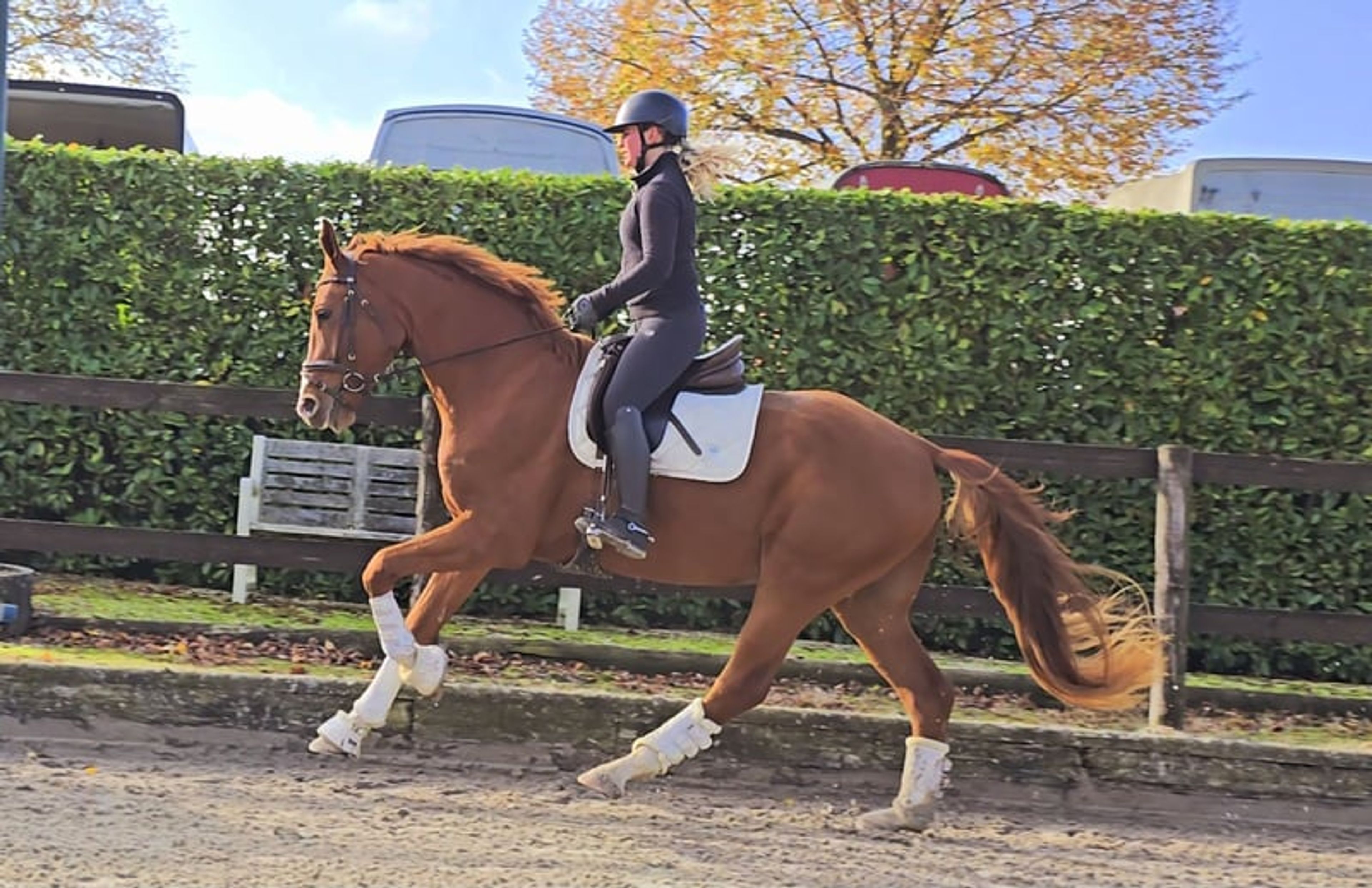 Handsome gelding with a valid health certificate seeking an experienced rider - Image 2