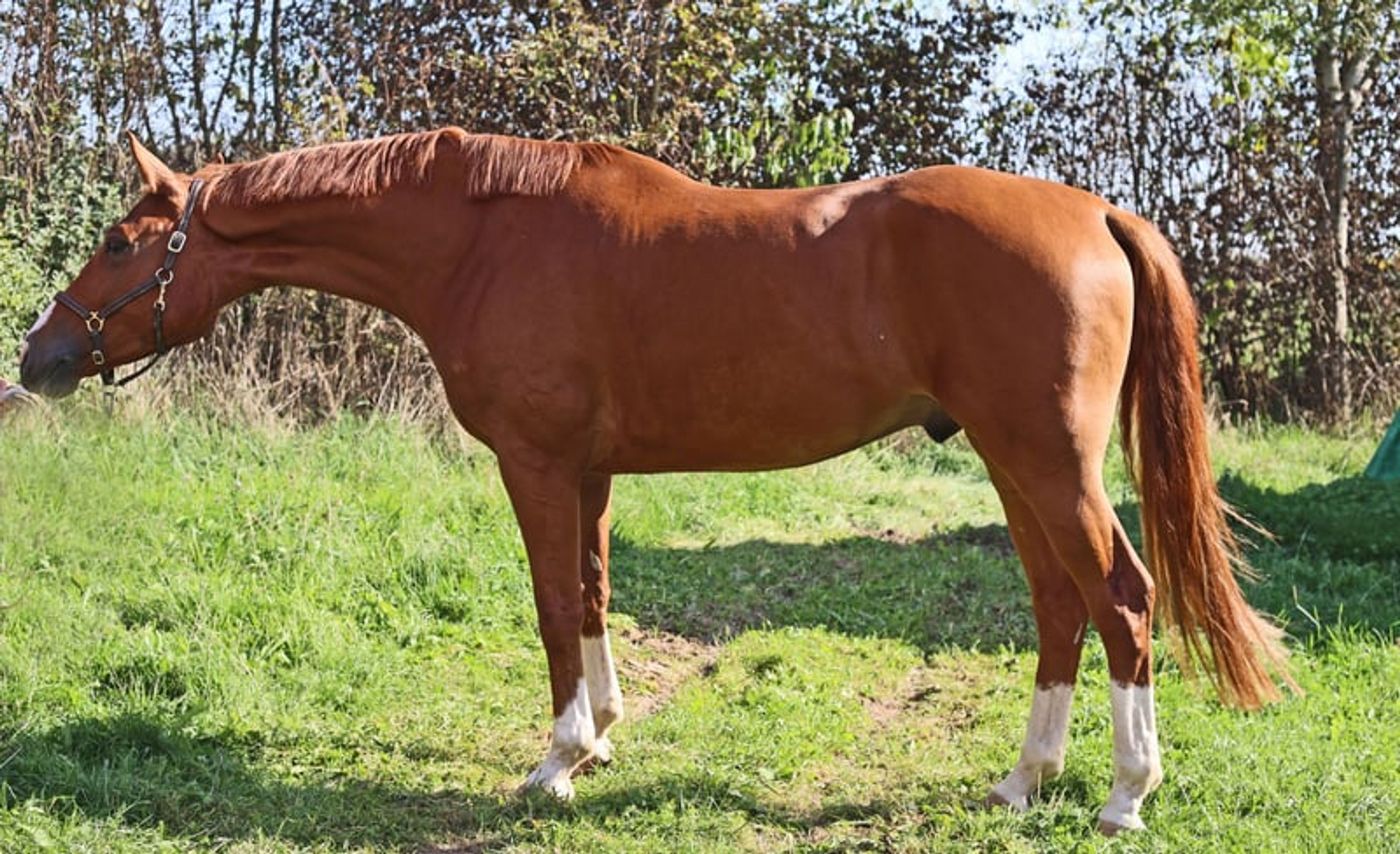 Handsome gelding with a valid health certificate seeking an experienced rider - Image 3