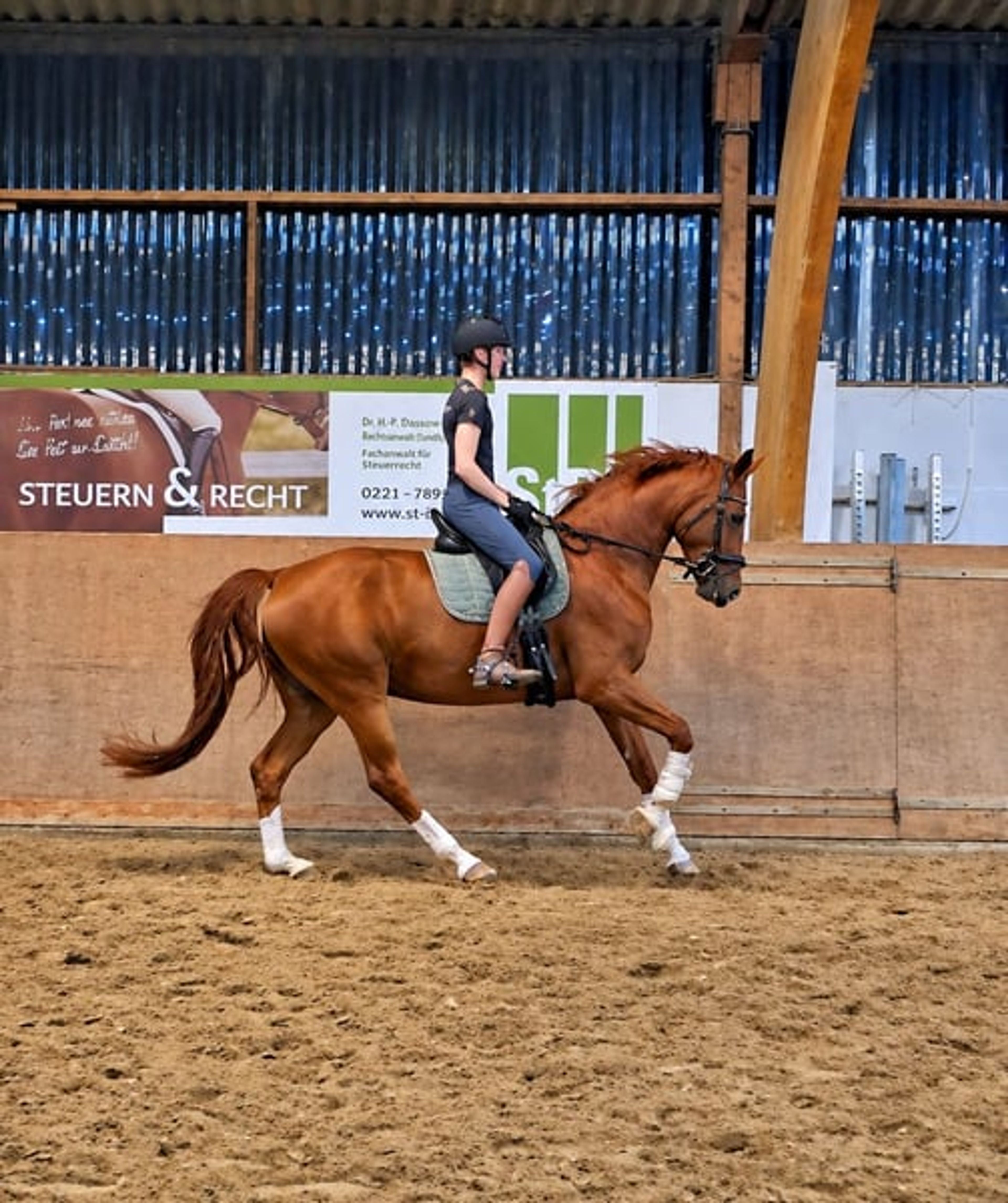 Handsome gelding with a valid health certificate seeking an experienced rider - Image 4