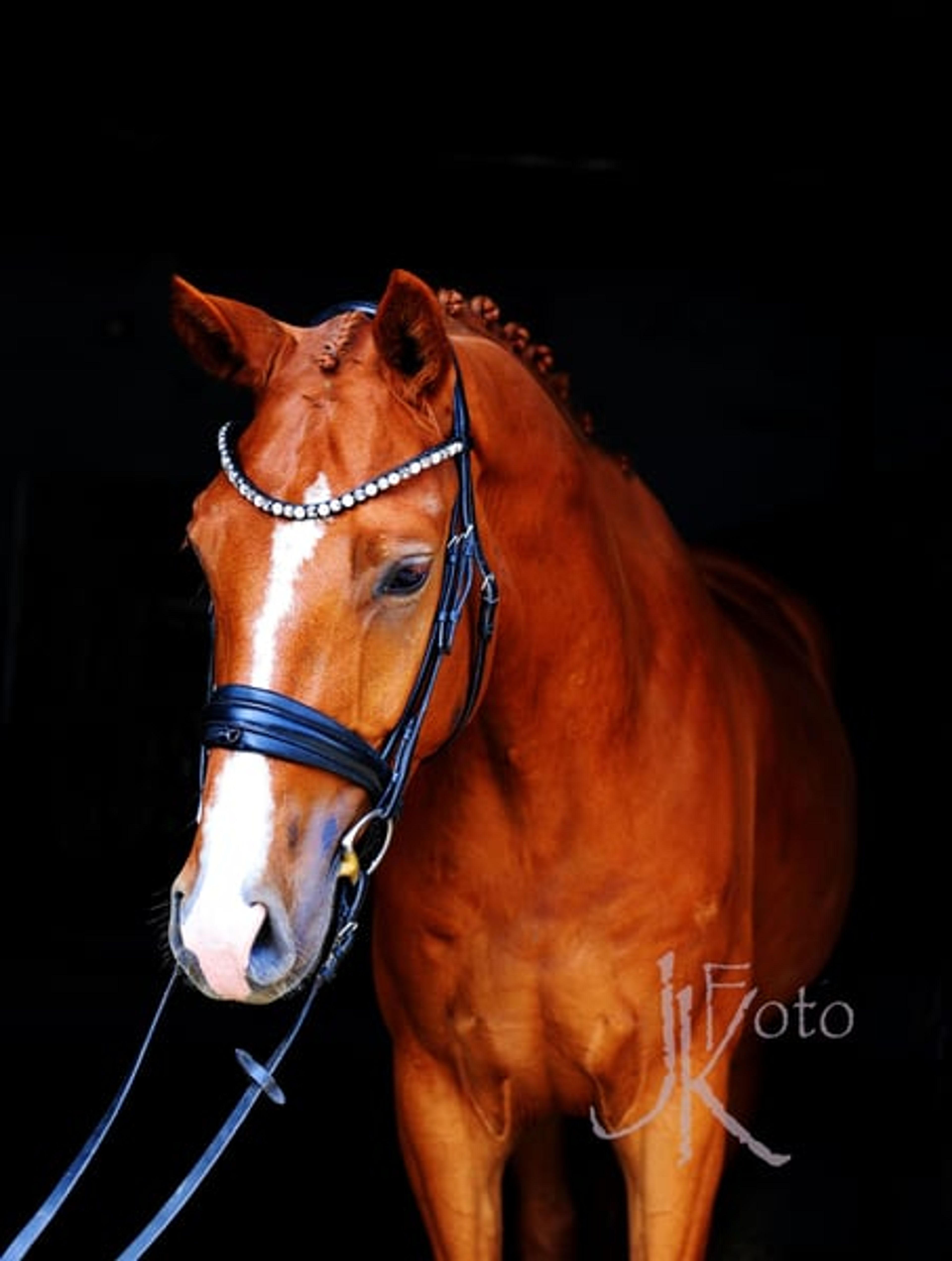Handsome gelding with a valid health certificate seeking an experienced rider - Image 5