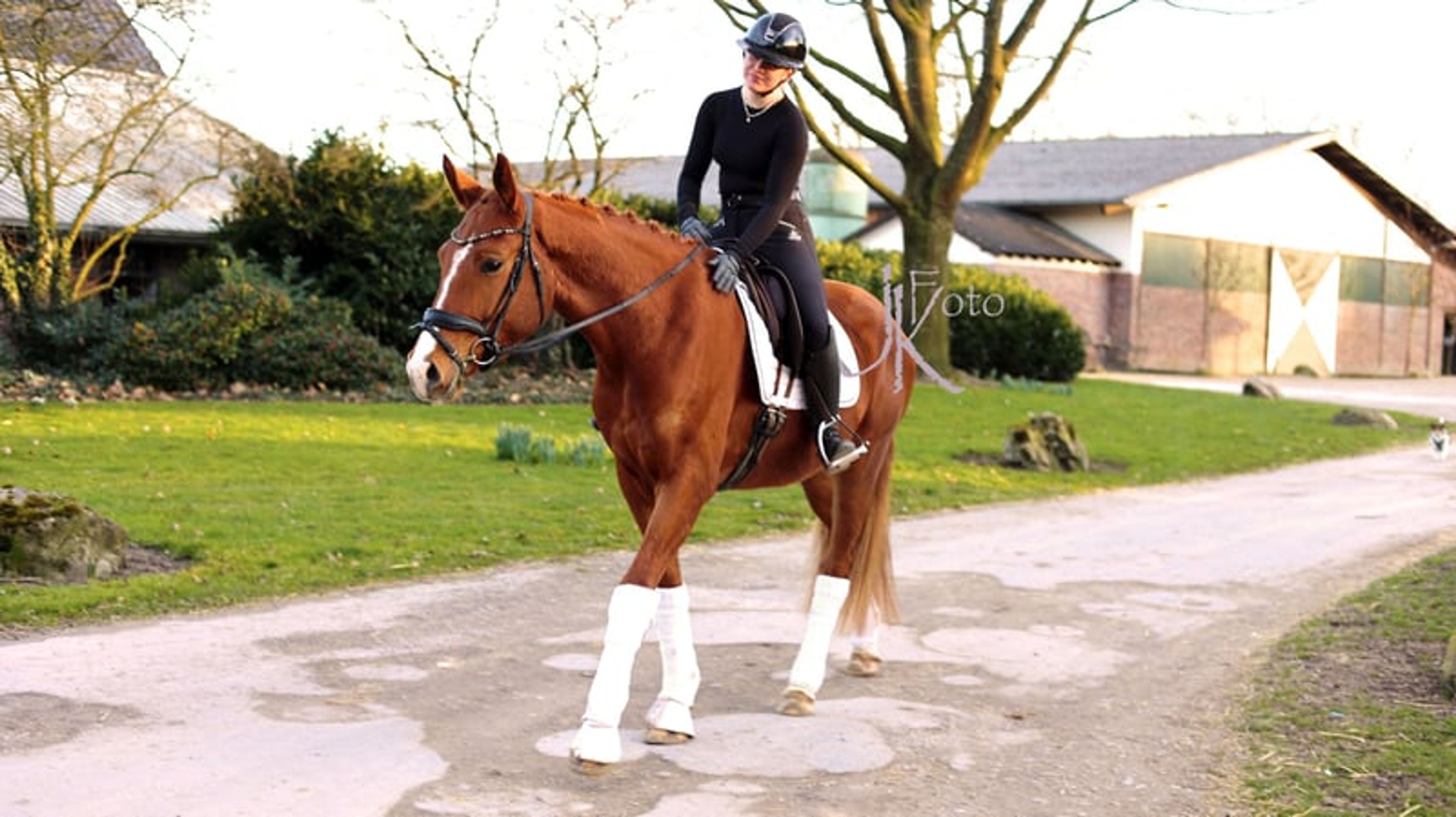 Handsome gelding with a valid health certificate seeking an experienced rider - Image 6