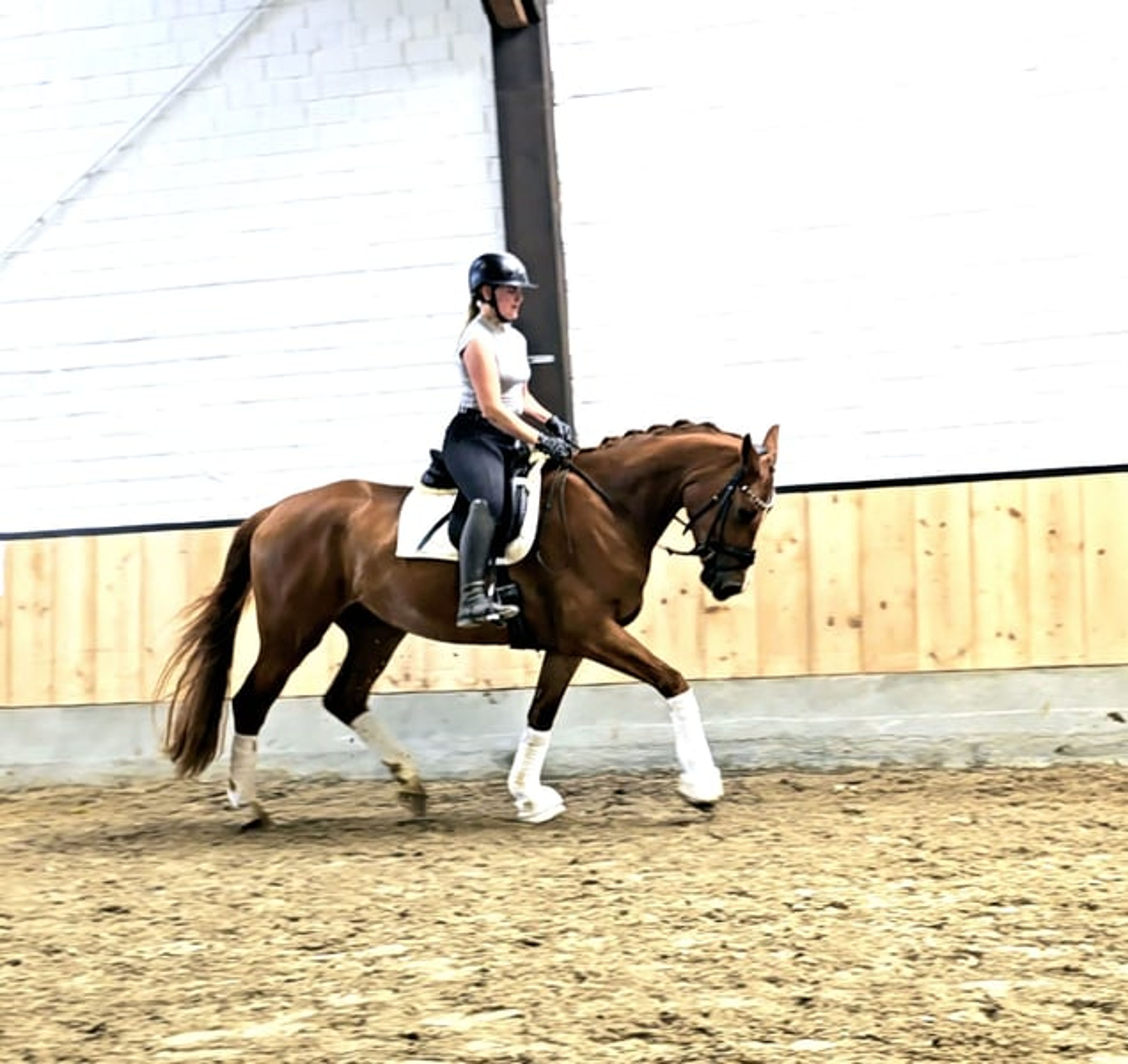 Handsome gelding with a valid health certificate seeking an experienced rider - Image 7