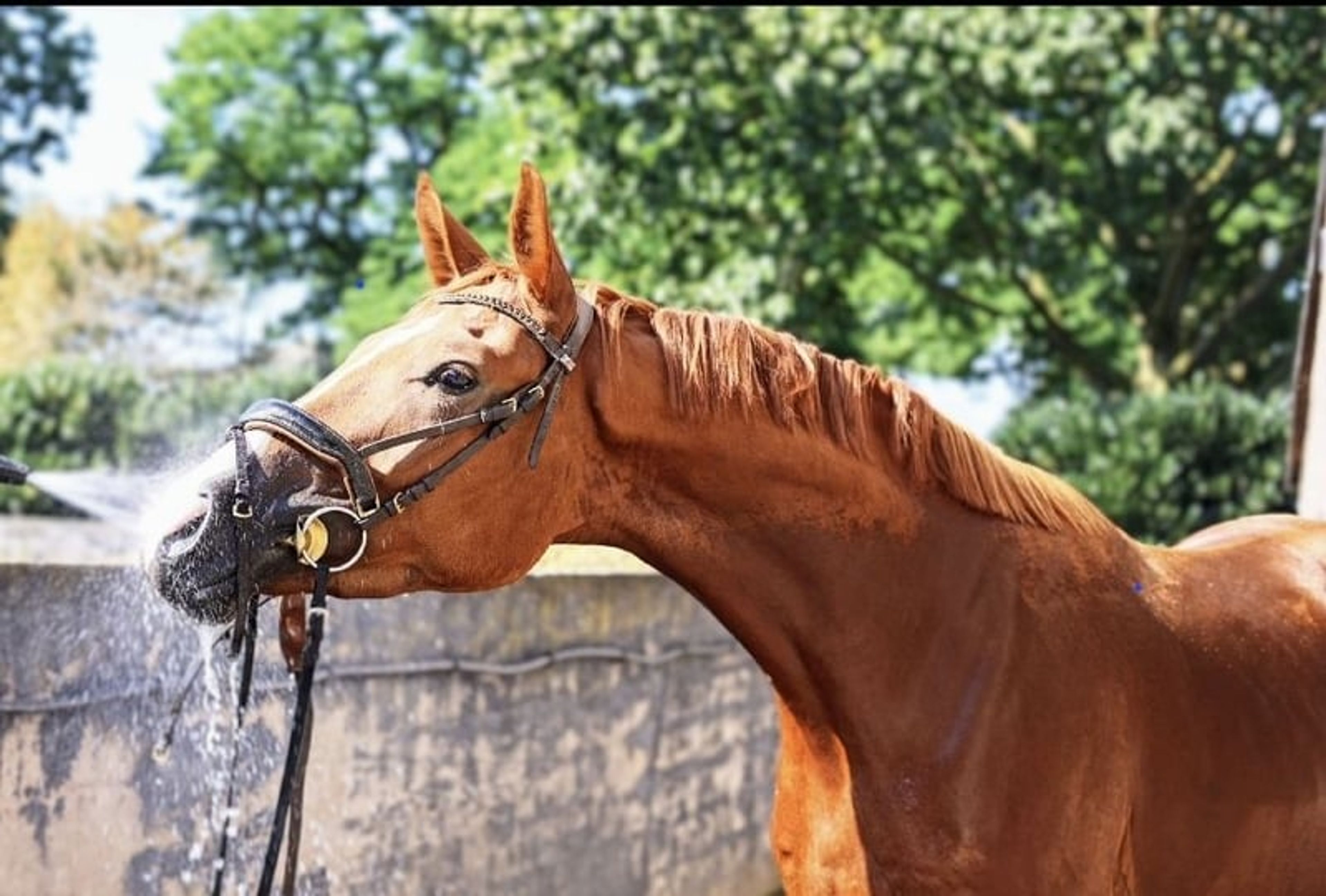 Handsome gelding with a valid health certificate seeking an experienced rider - Image 8