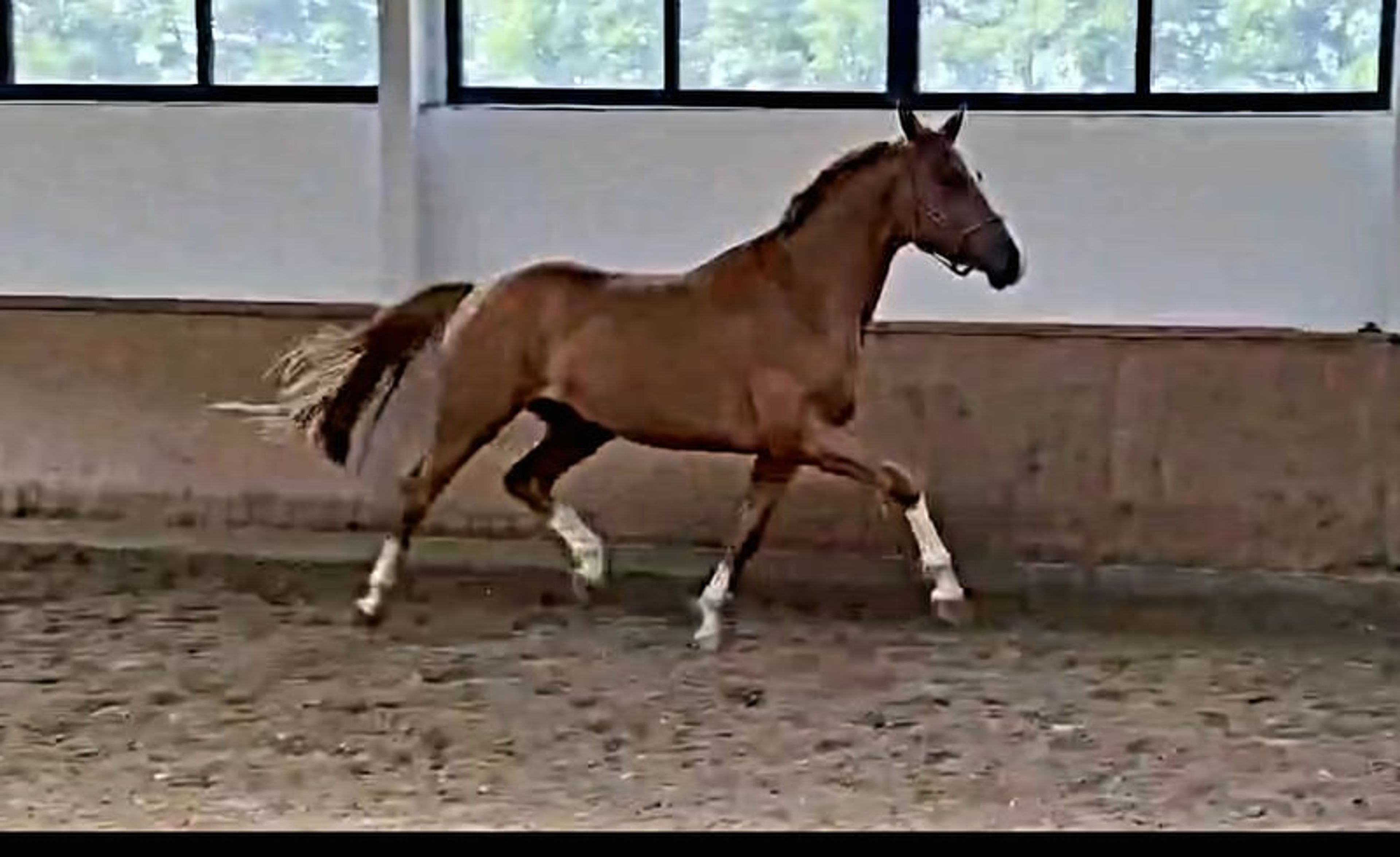 Handsome gelding with a valid health certificate seeking an experienced rider - Image 9