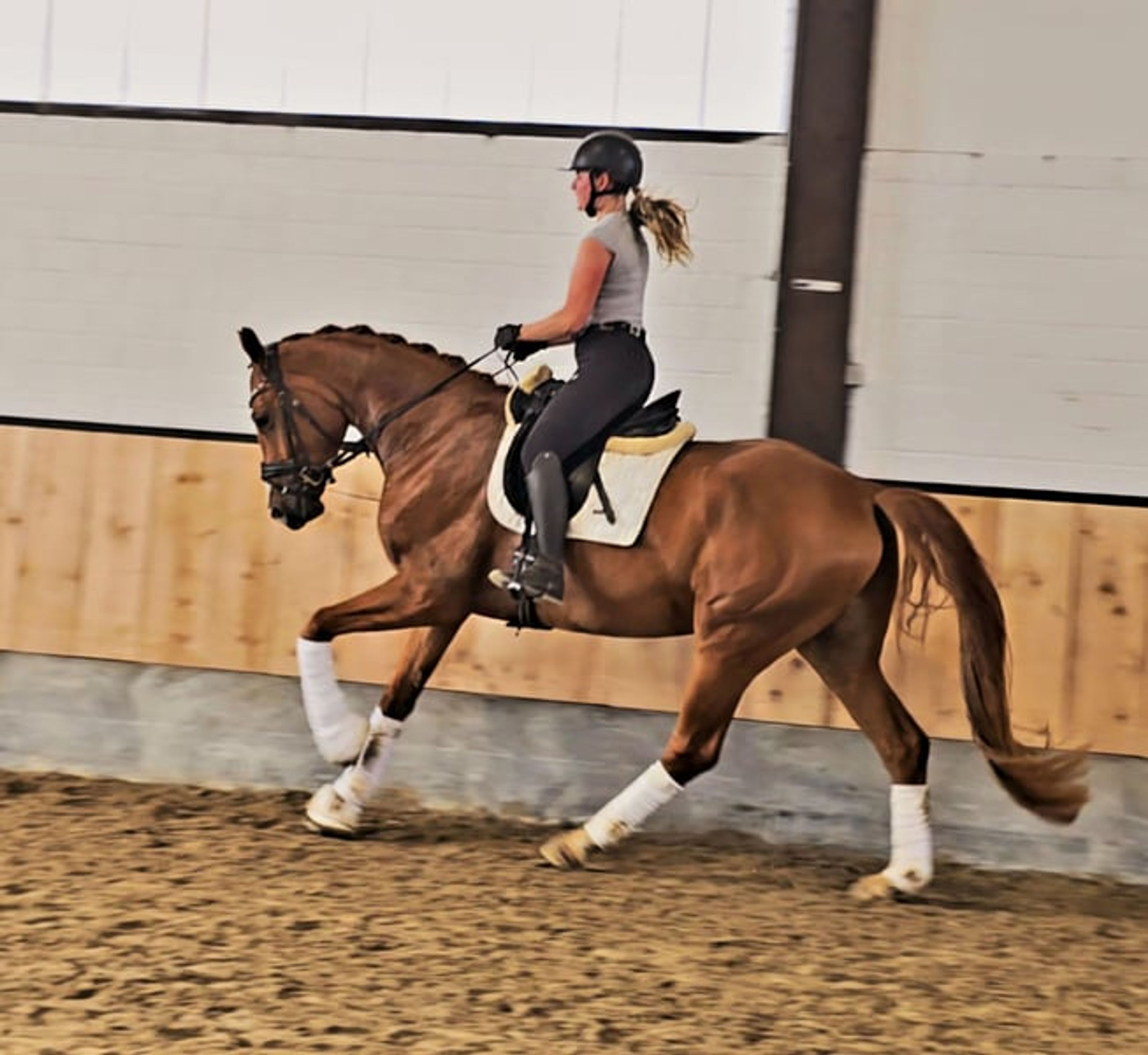 Handsome gelding with a valid health certificate seeking an experienced rider - Image 10