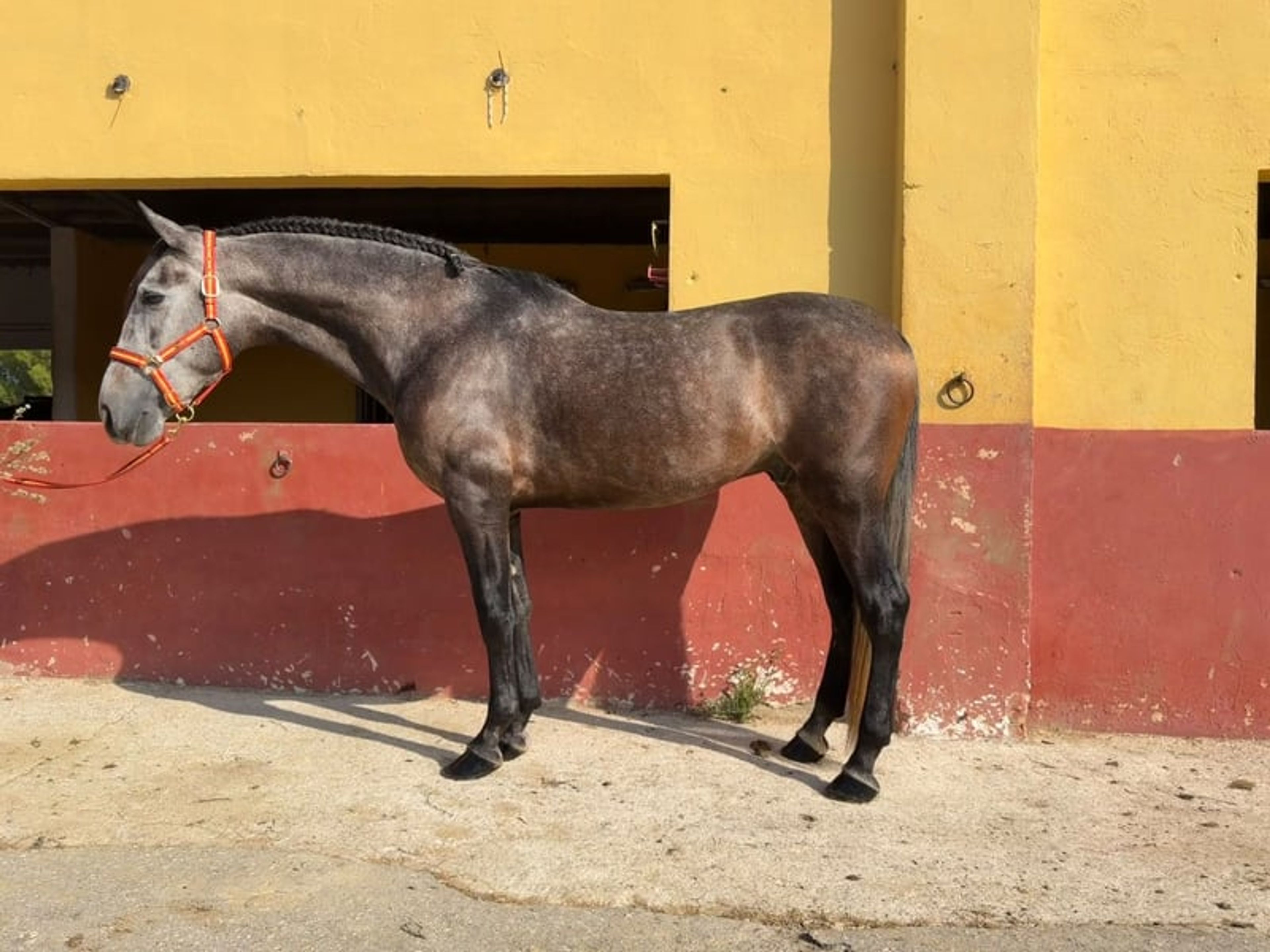 Magnificent 4-Year-Old Grey PRE Horse