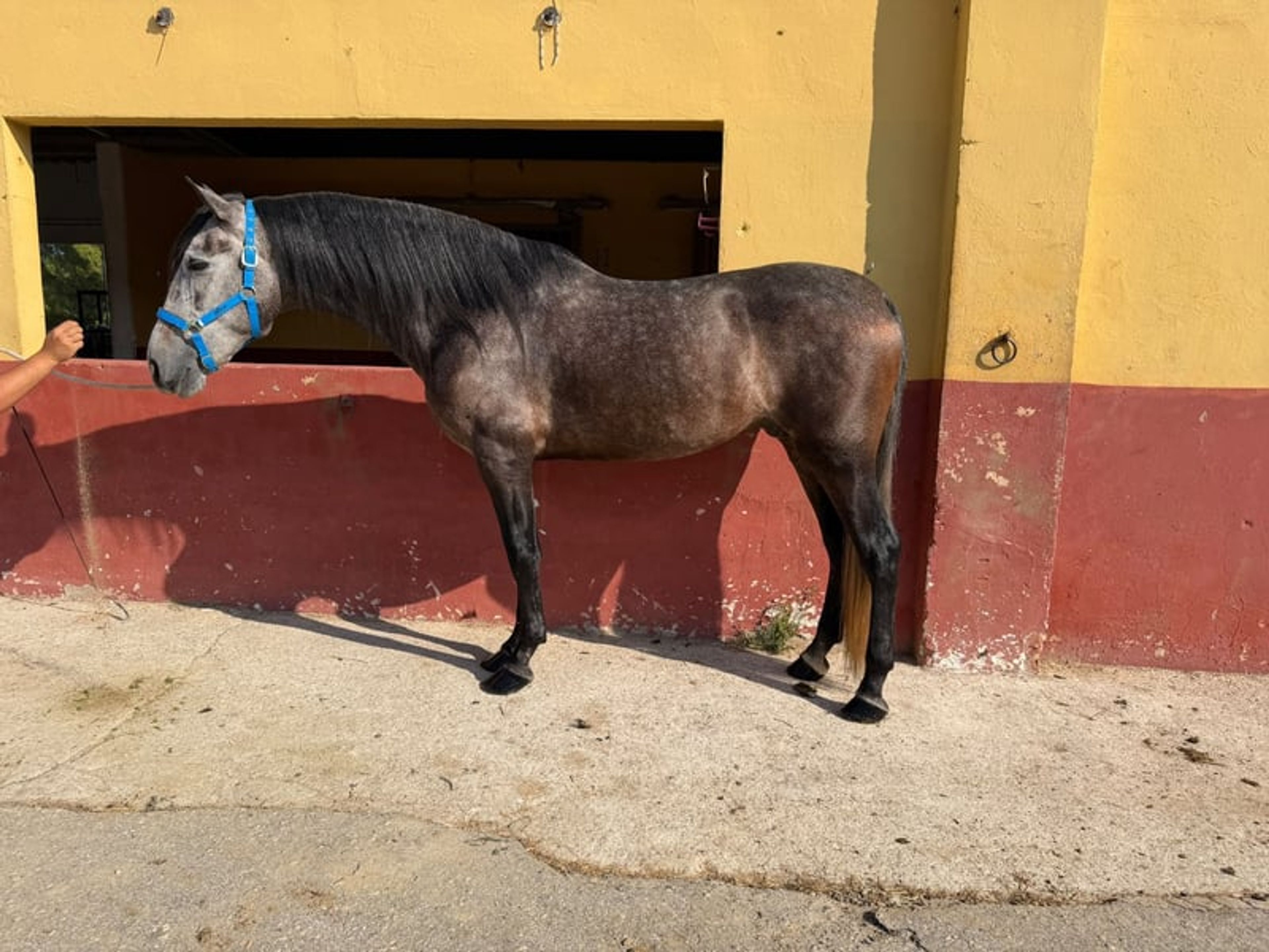 Magnificent 4-Year-Old Grey PRE Horse - Image 2