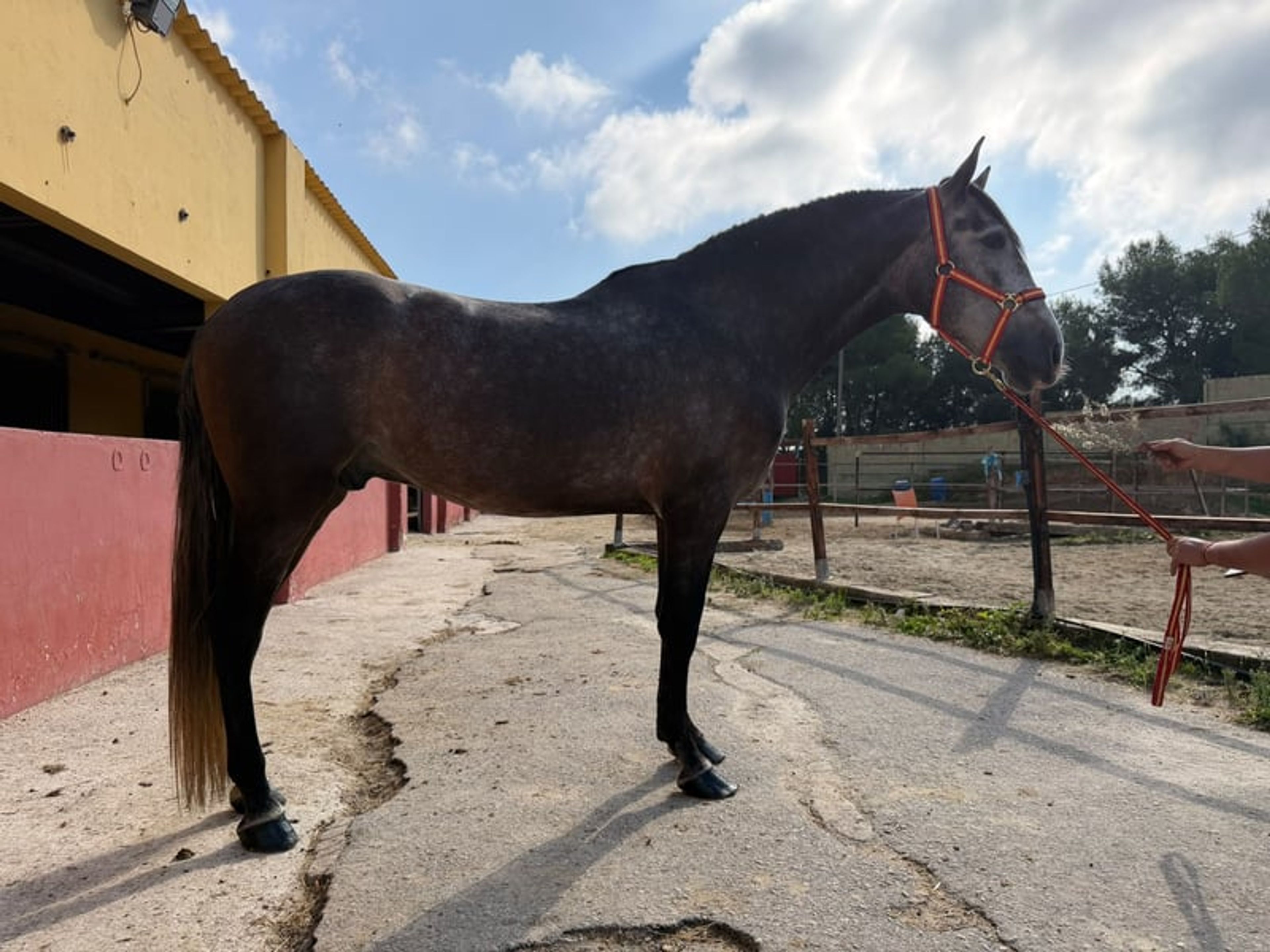 Magnificent 4-Year-Old Grey PRE Horse - Image 3