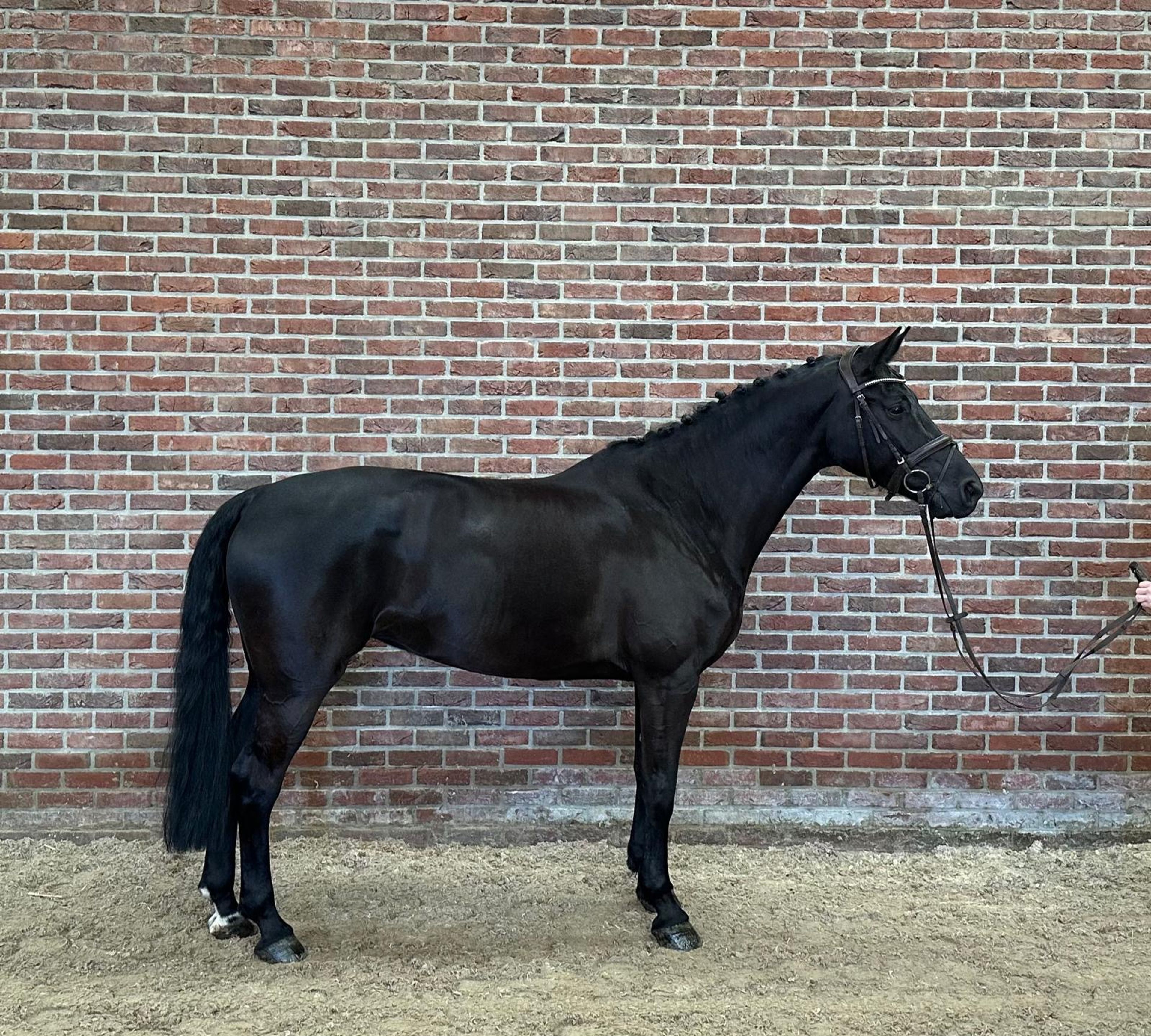 Odesta Zen Senti (FALAISE DE MUZE x NUMERO UNO) - Image 2