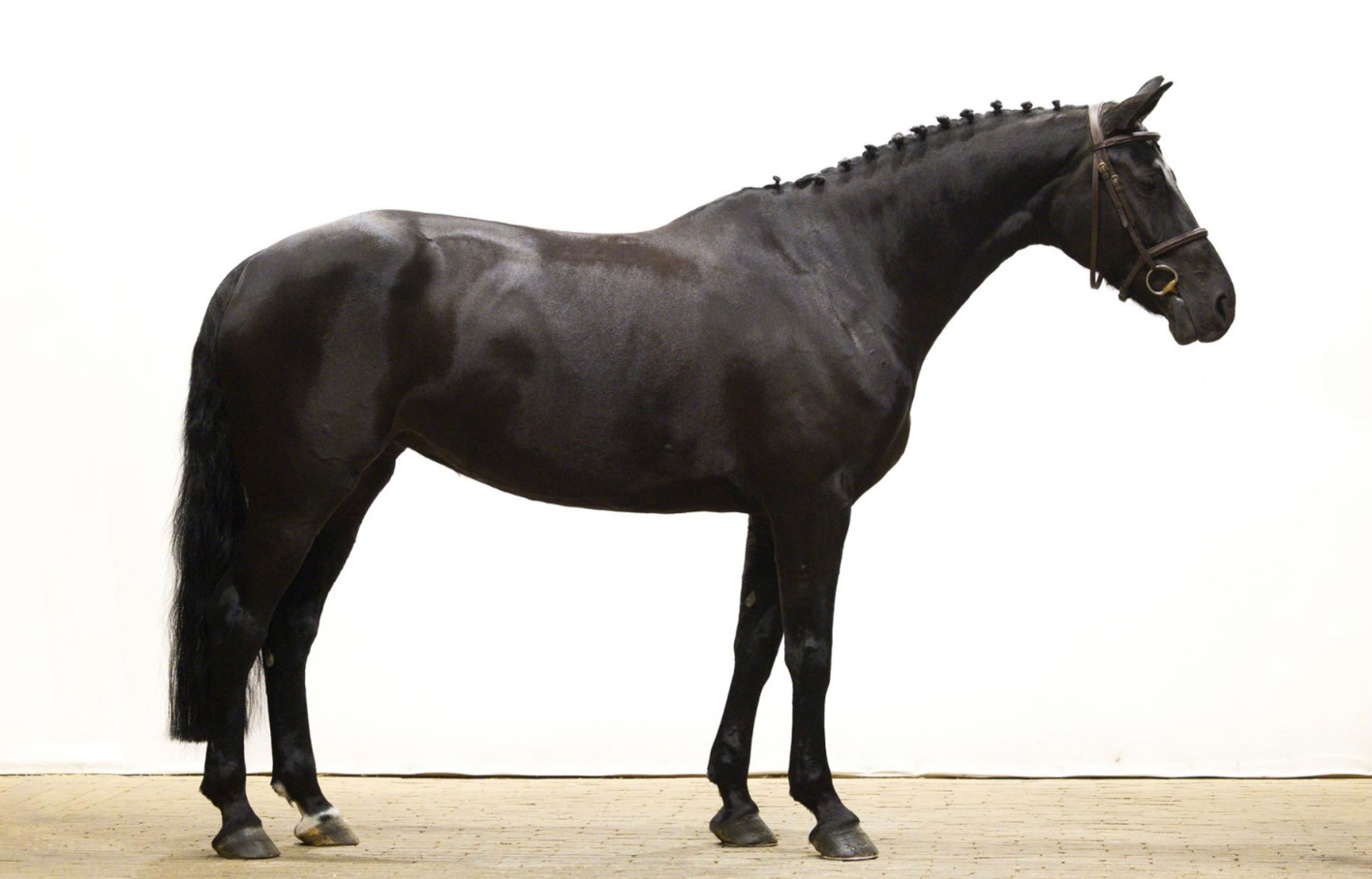 Odesta Zen Senti (FALAISE DE MUZE x NUMERO UNO) - Image 3