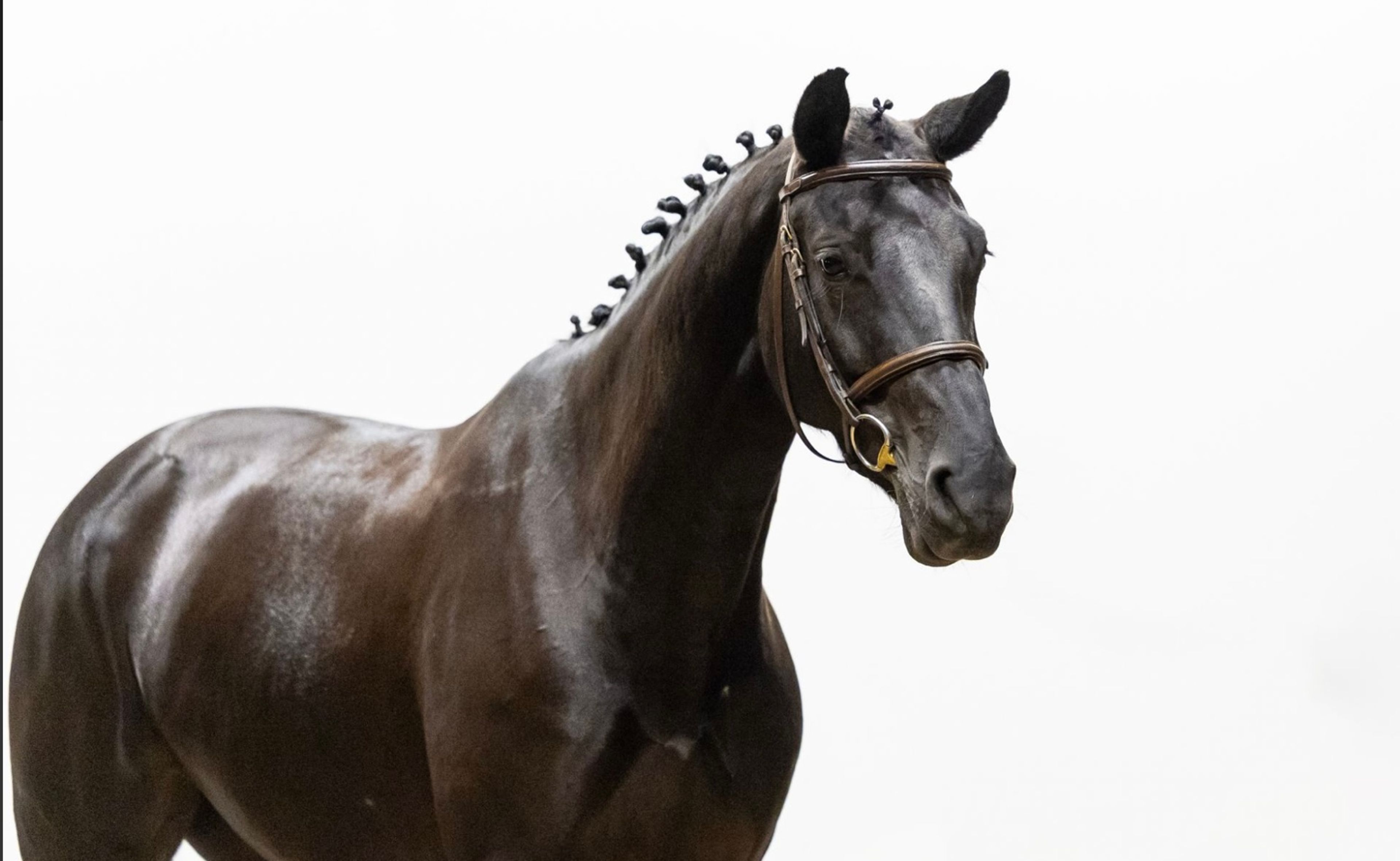 Odesta Zen Senti (FALAISE DE MUZE x NUMERO UNO) - Image 4