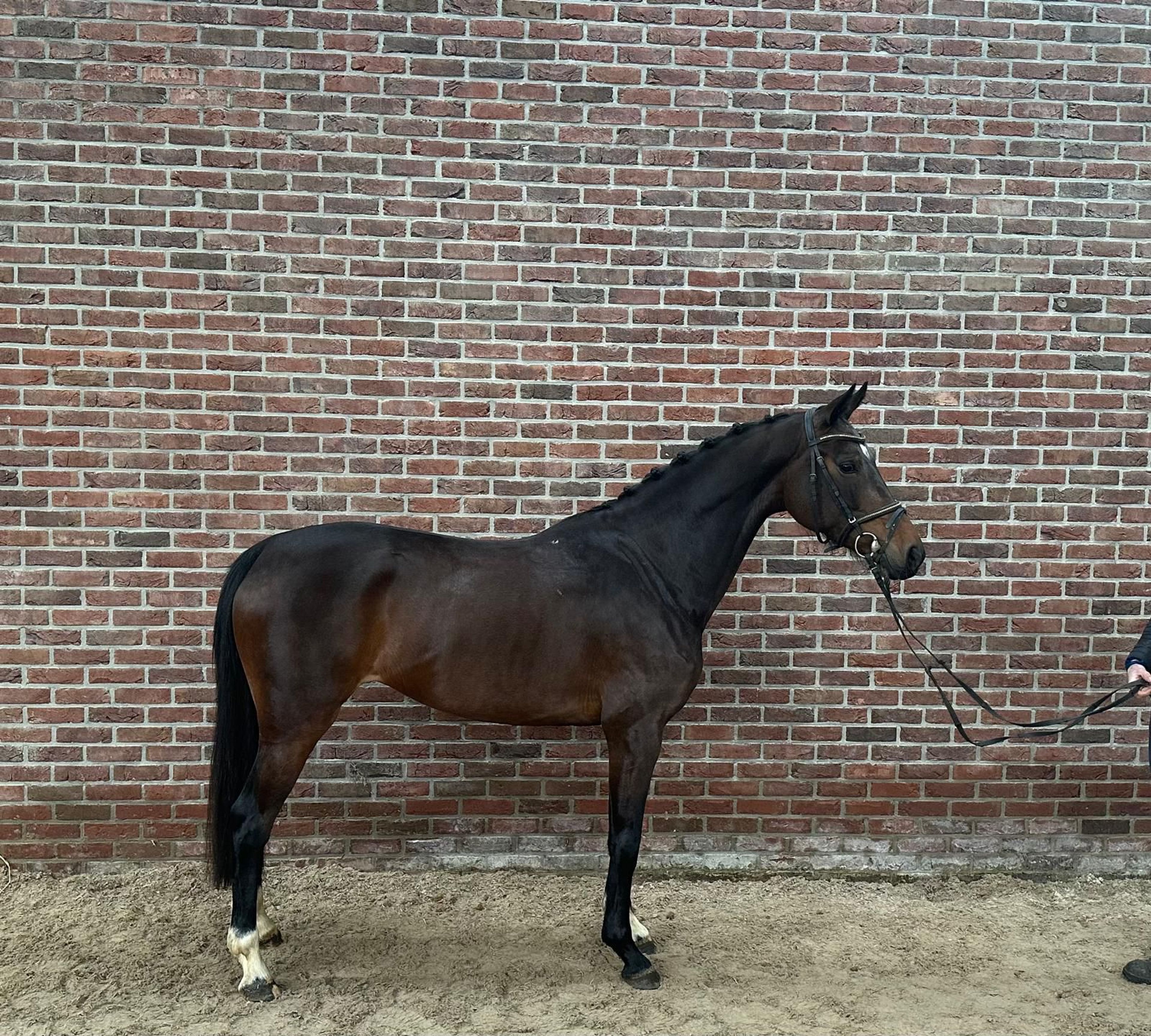 Rosaline's Utopia (DANTE US x LANCELOT) - Image 1