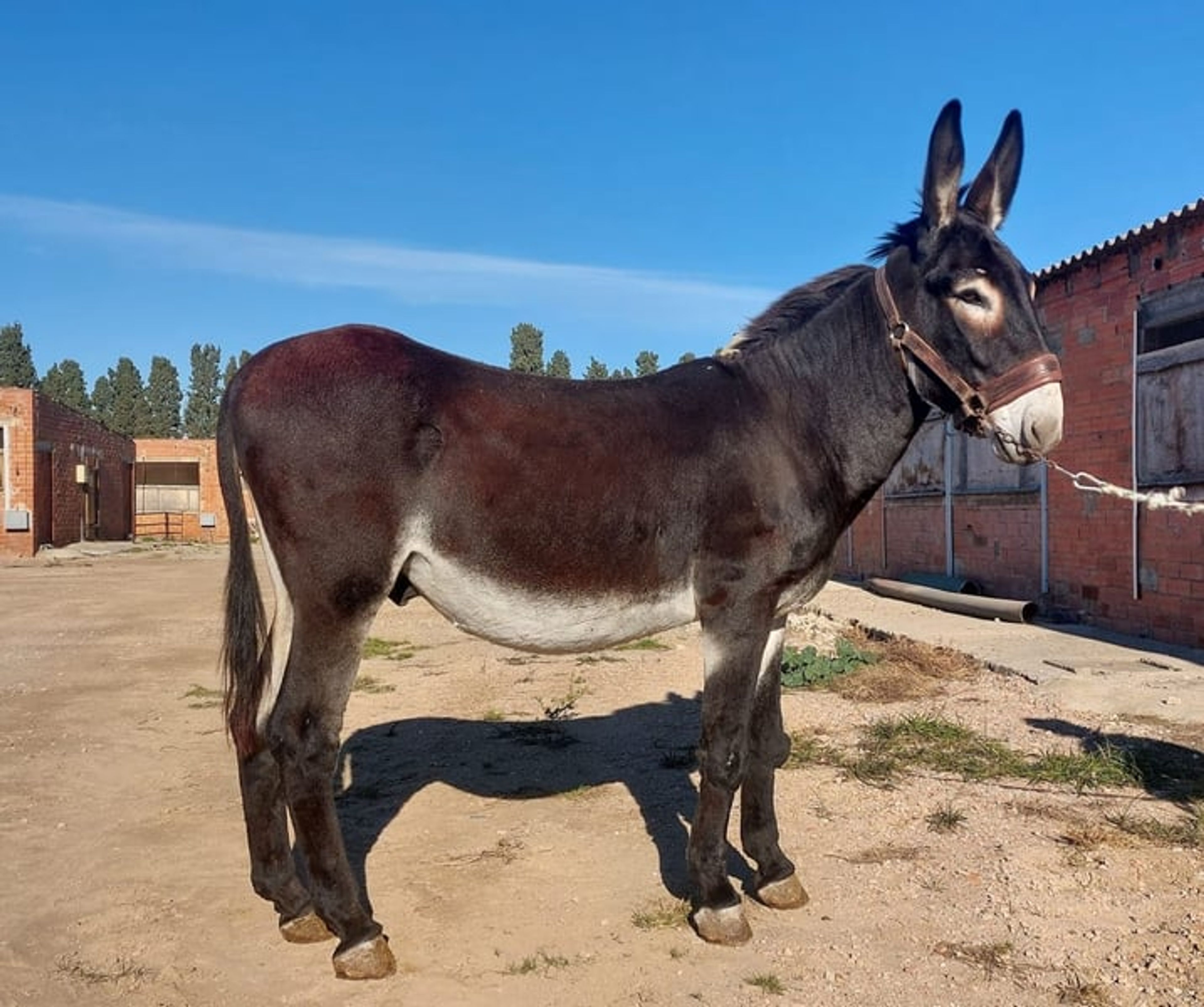 Catalan donkey - covers mares